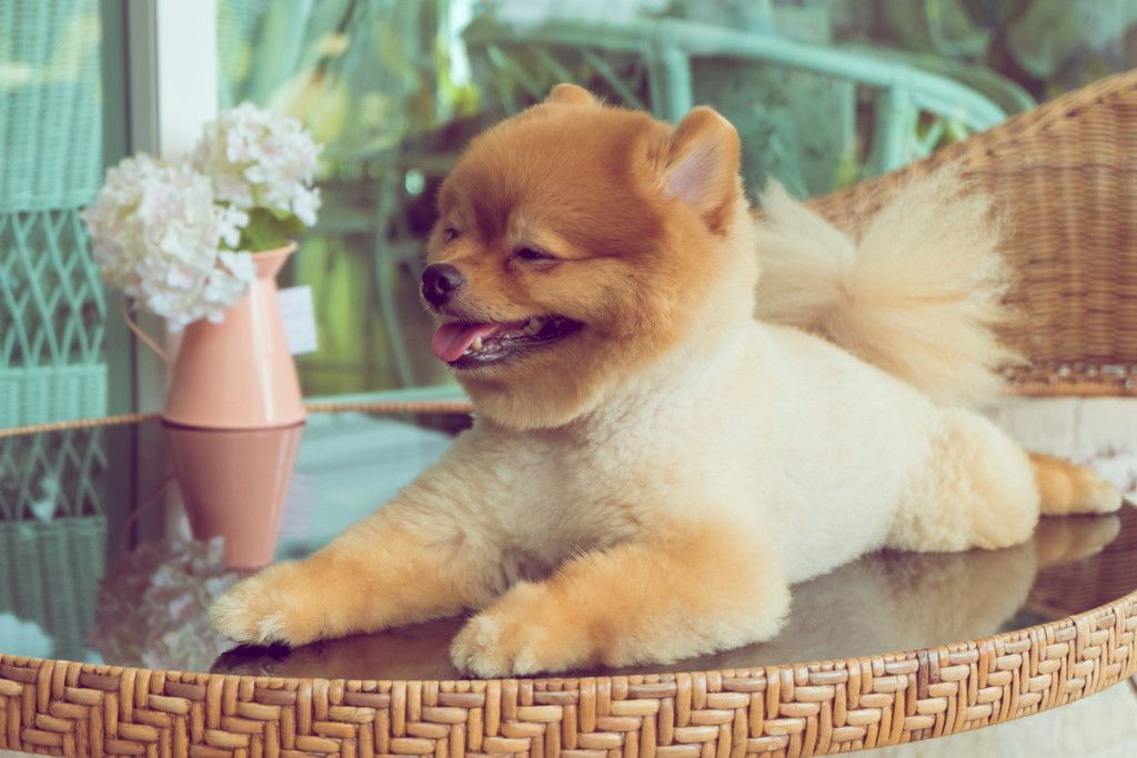 cute pets, a little pomeranian dog smiling happy