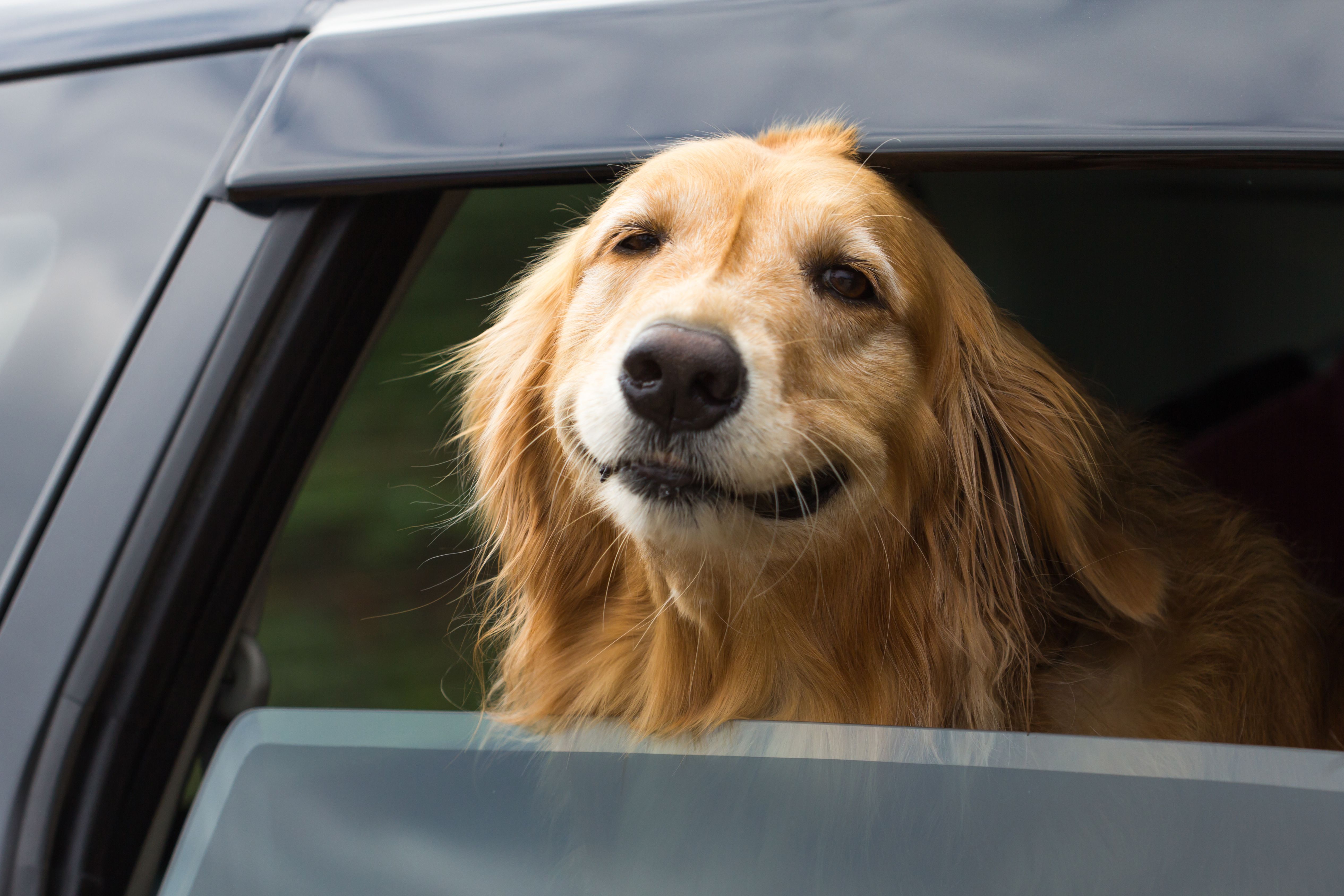 愛犬をのせたドライブで気をつけたいこと