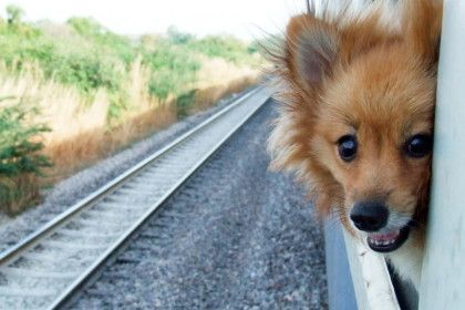 愛犬ともっと遠くへ出かけよう！知っておきたい電車でのマナー