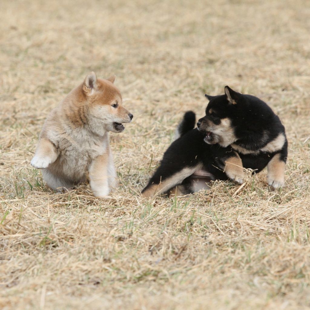 Two puppies of Shiba inu playing together