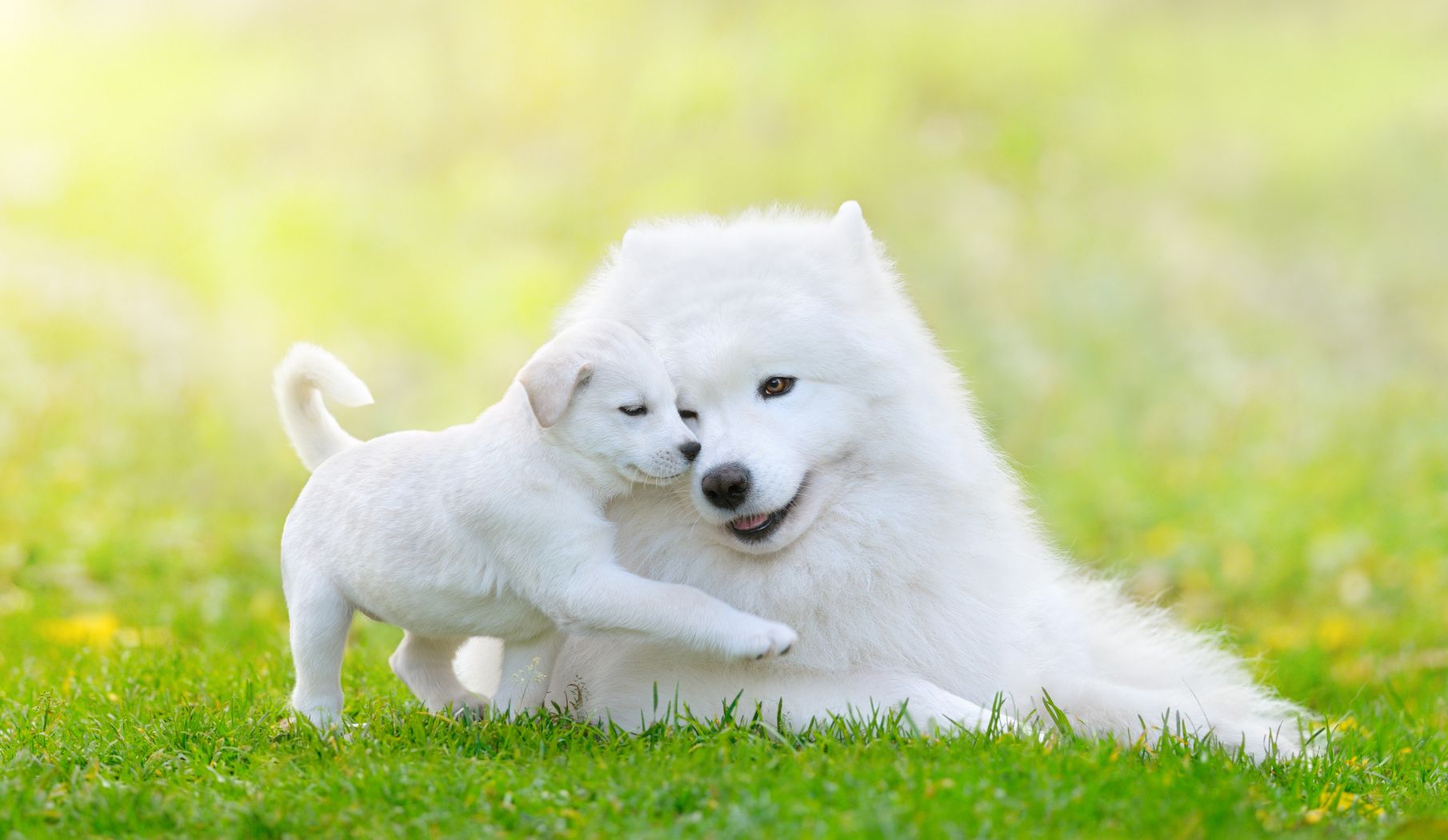 Portrait of two dogs lying down. Mixed breed white puppy and samoyed dog on light green background.