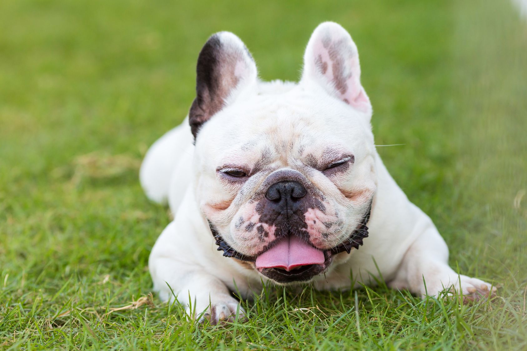 French bulldog smiling on the garden