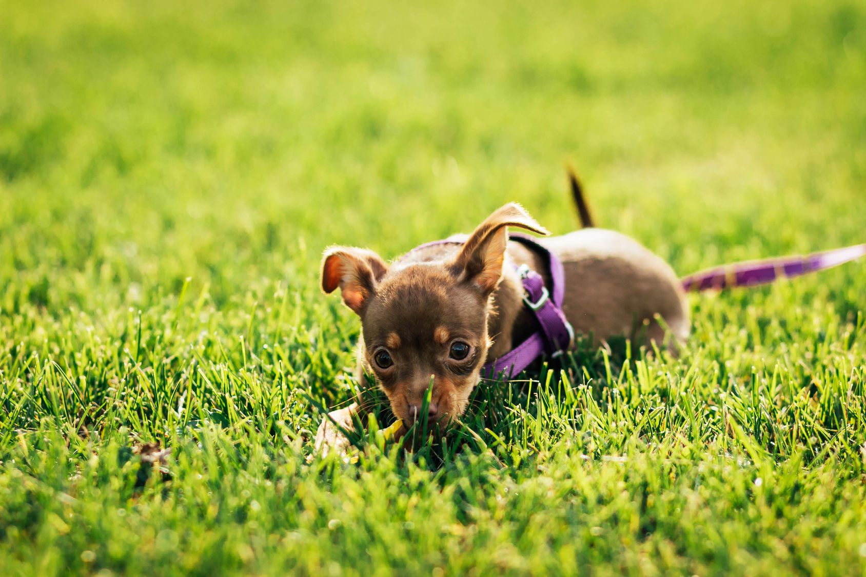 Puppy toy terrier lying n the grass