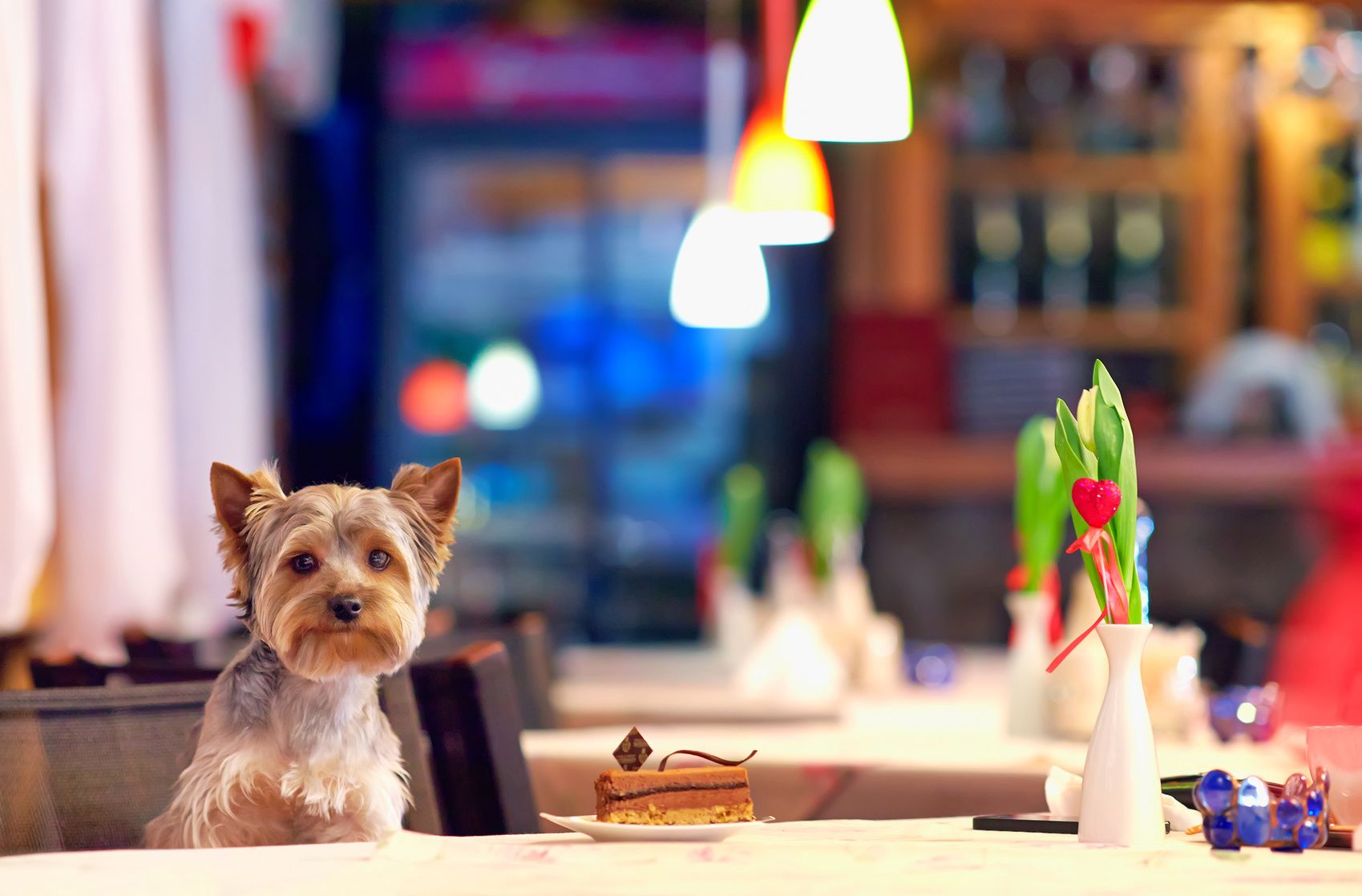 Yorkshire terrier enjoying dessert in cafe