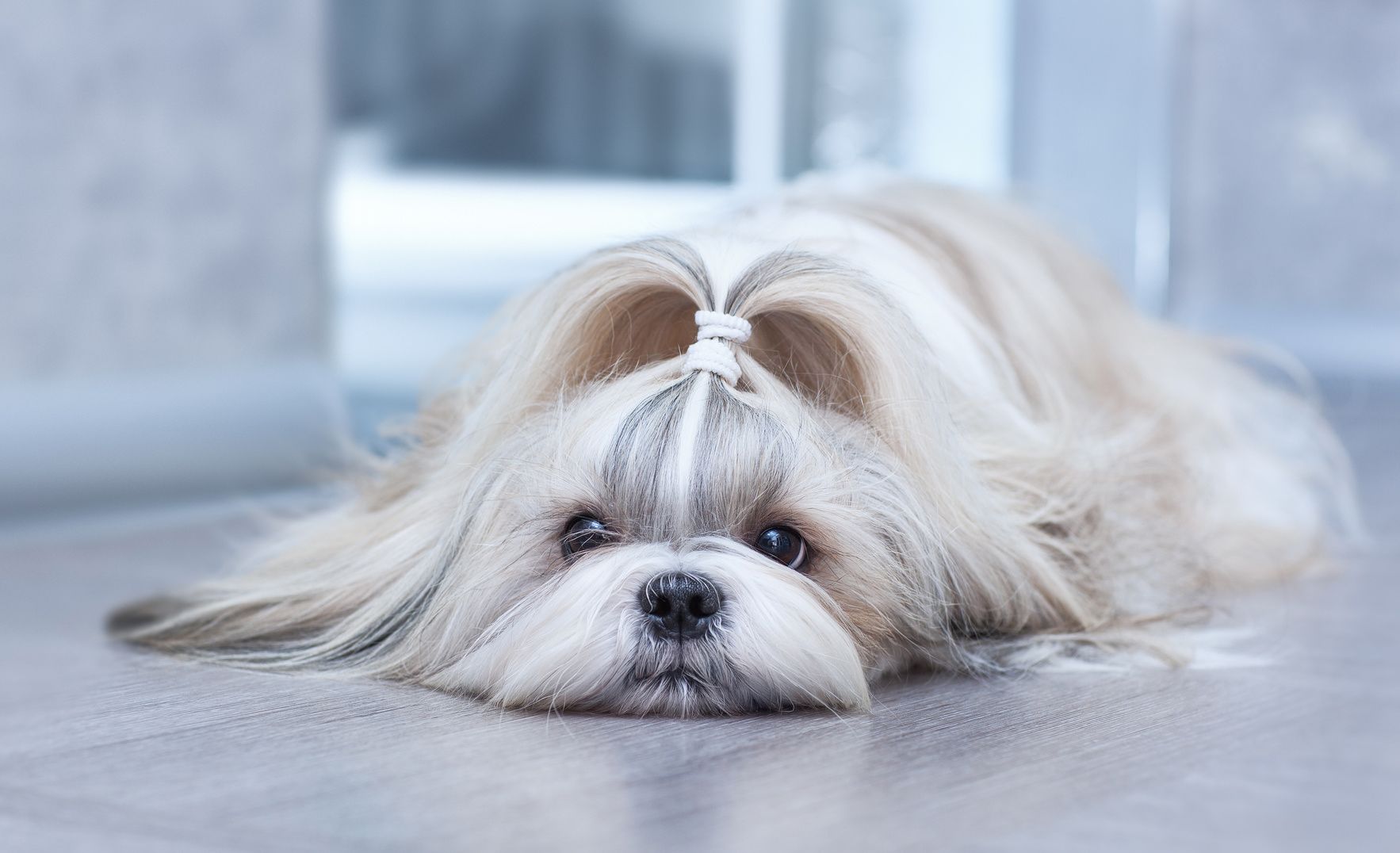 Shih tzu dog lying in home interior.