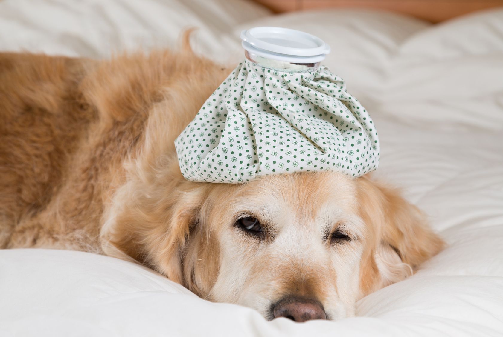 Golden Retriever Dog cold convalescing in bed