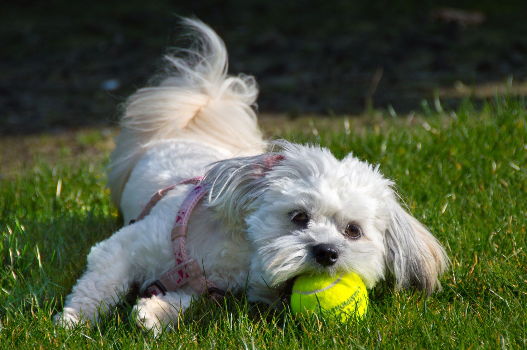 White Maltezer/Shih tzu with pink collar playing with tennis ba