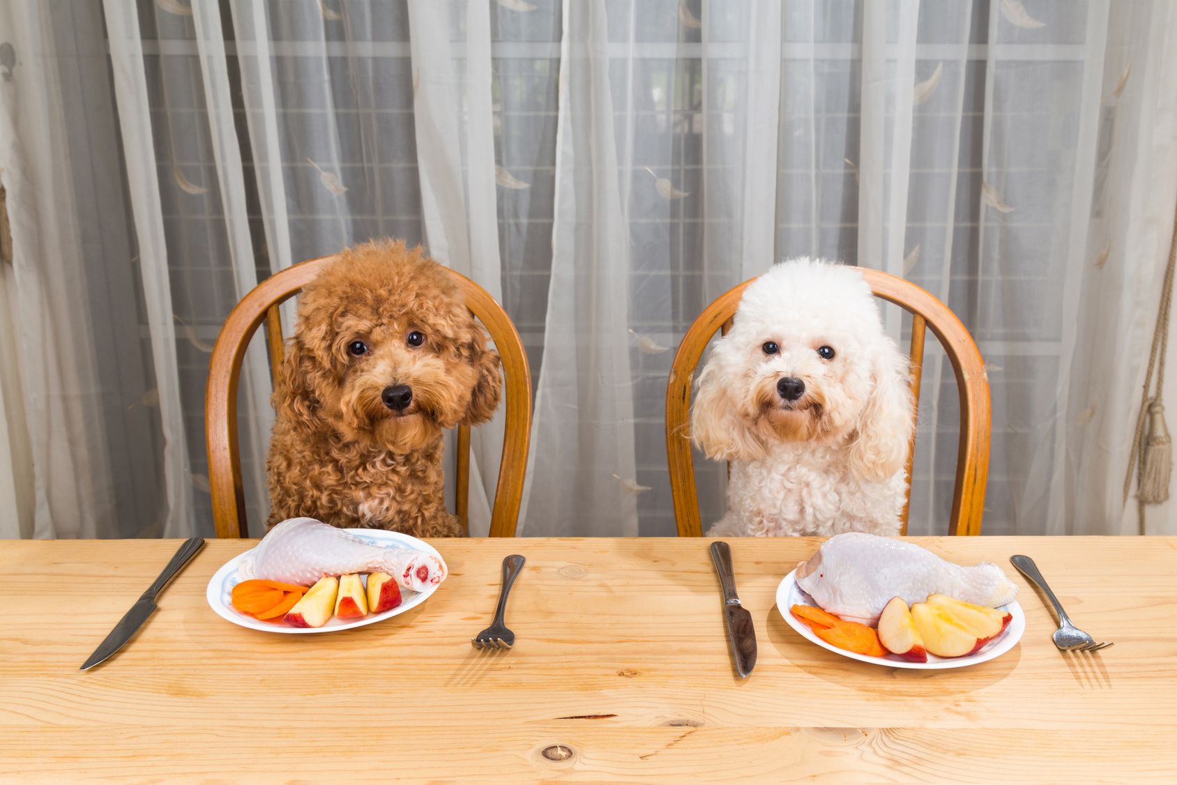 Concept of excited dogs having delicious raw meat meal on table