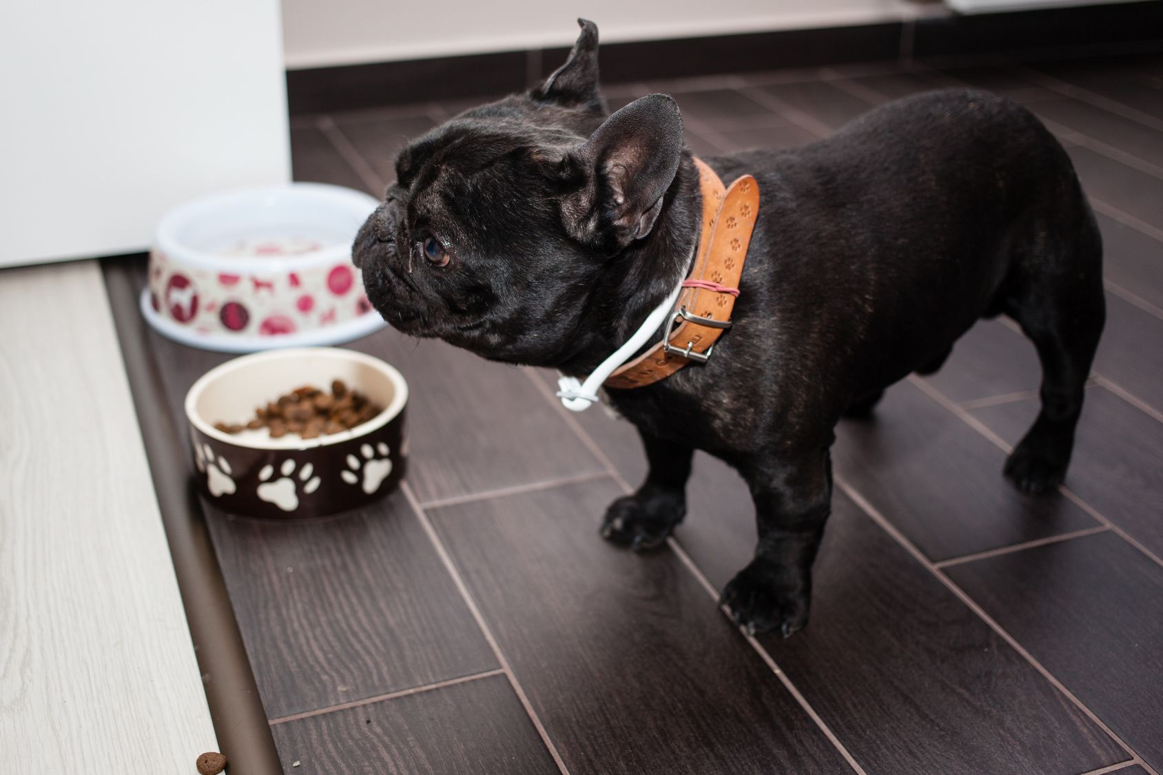 french bulldog waiting for food