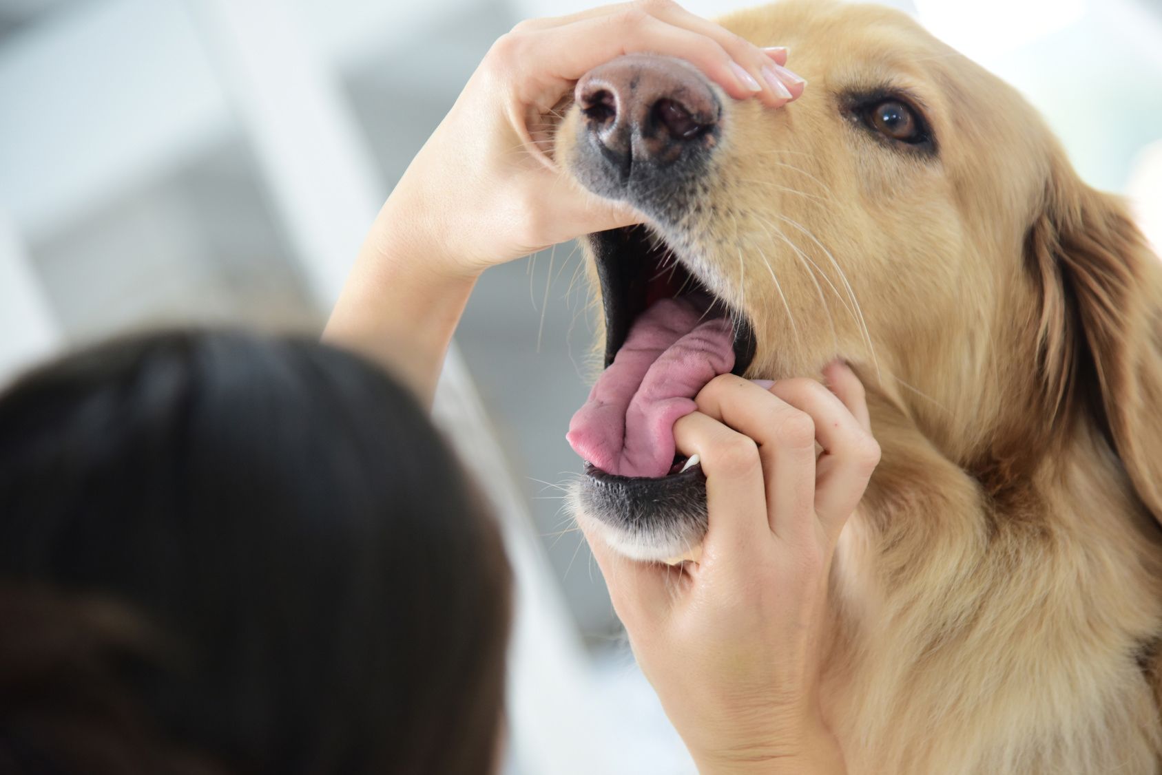 Veterinarian checking dog's teeth