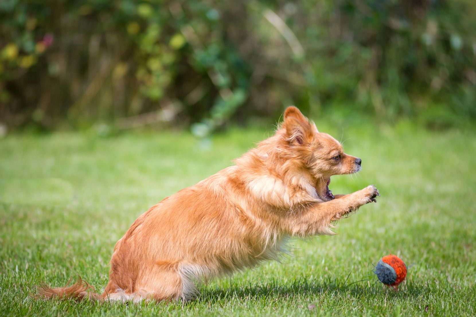 A small brown dog jumps on a tennis ball.