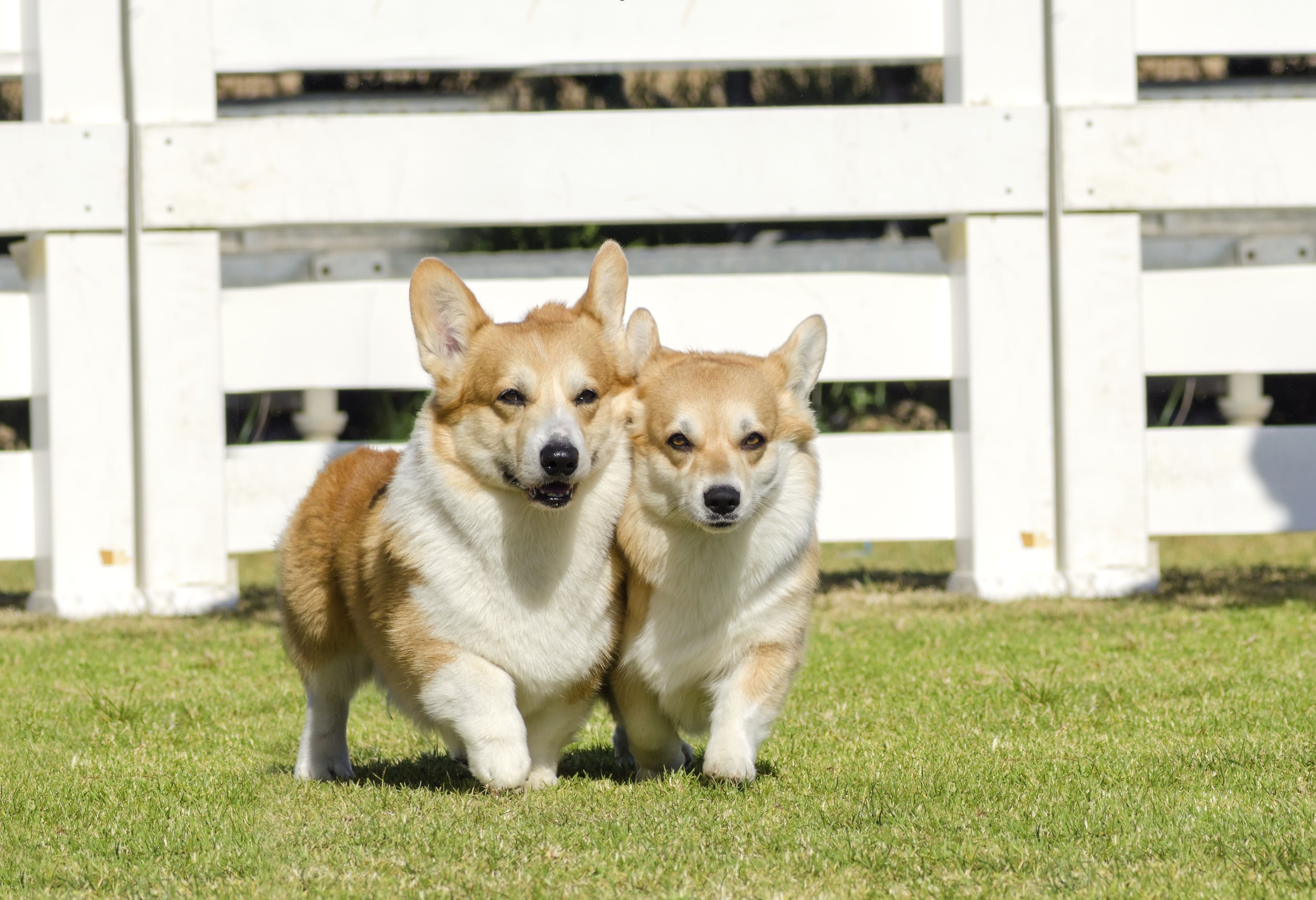 Two young, healthy, beautiful, red sable and white Welsh Corgi Pembroke dogs with a docked tail walking on the grass happily. The Welsh Corgi has short legs, long body, big erect ears and is a herding breed.