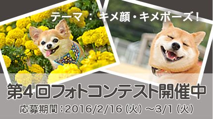 愛犬の写真を投稿してプレゼントをゲットしちゃおう！