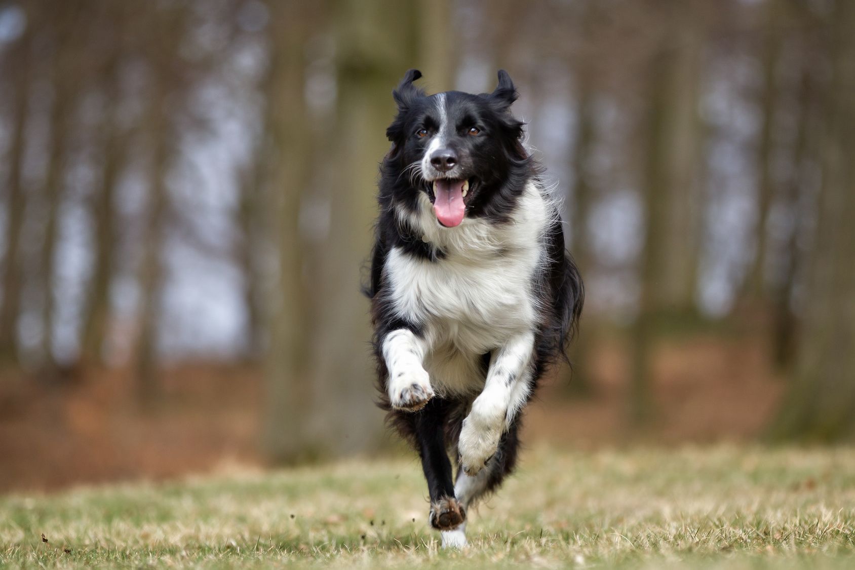 A purebred Border Collie dog without leash outdoors in the nature on a sunny day.