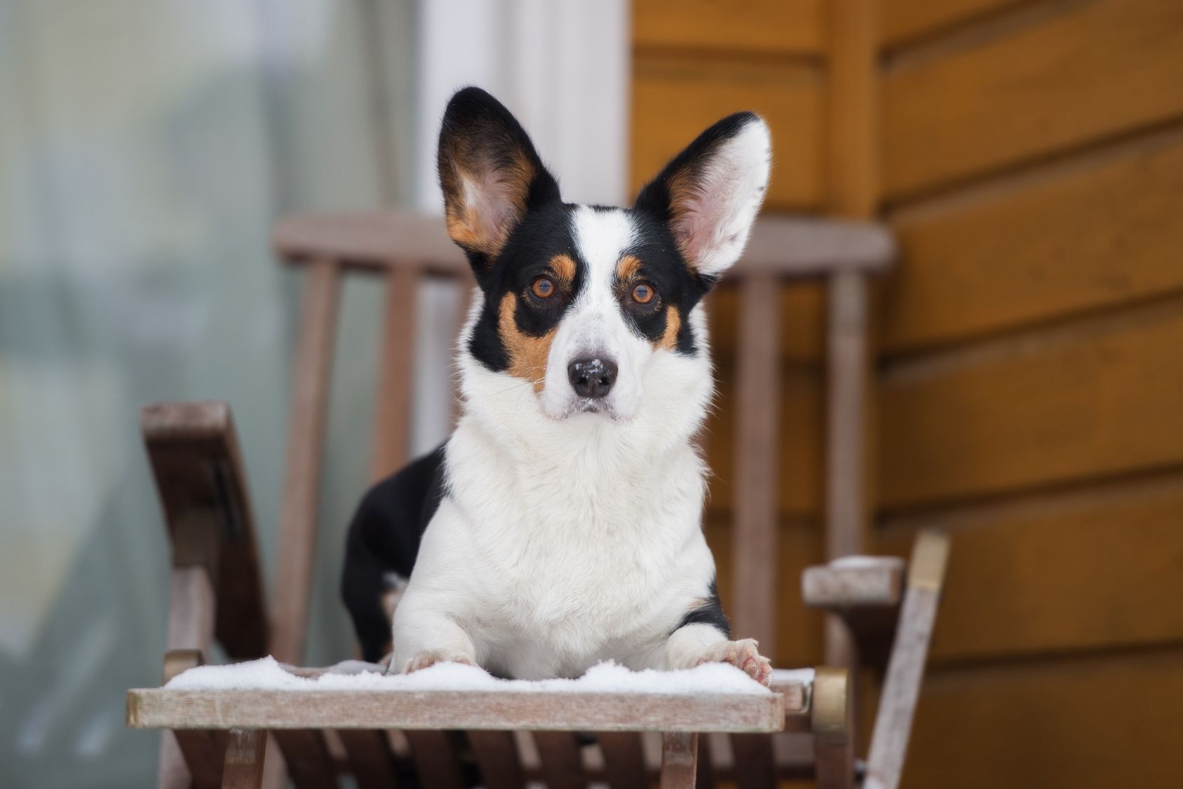 welsh corgi cardigan dog outdoors