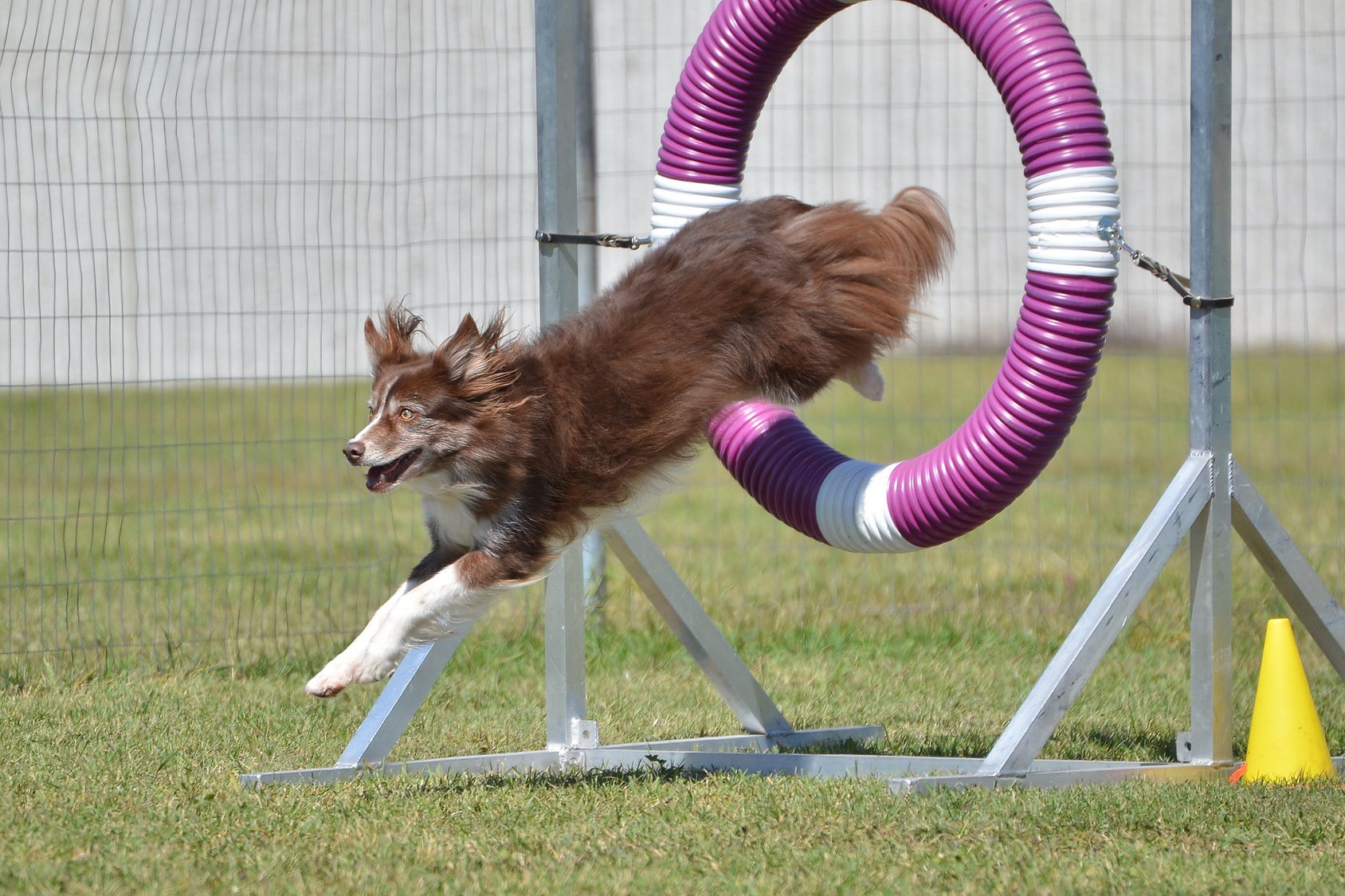 Border Collie Jumping Through a Tire at a Dog Agility Trial