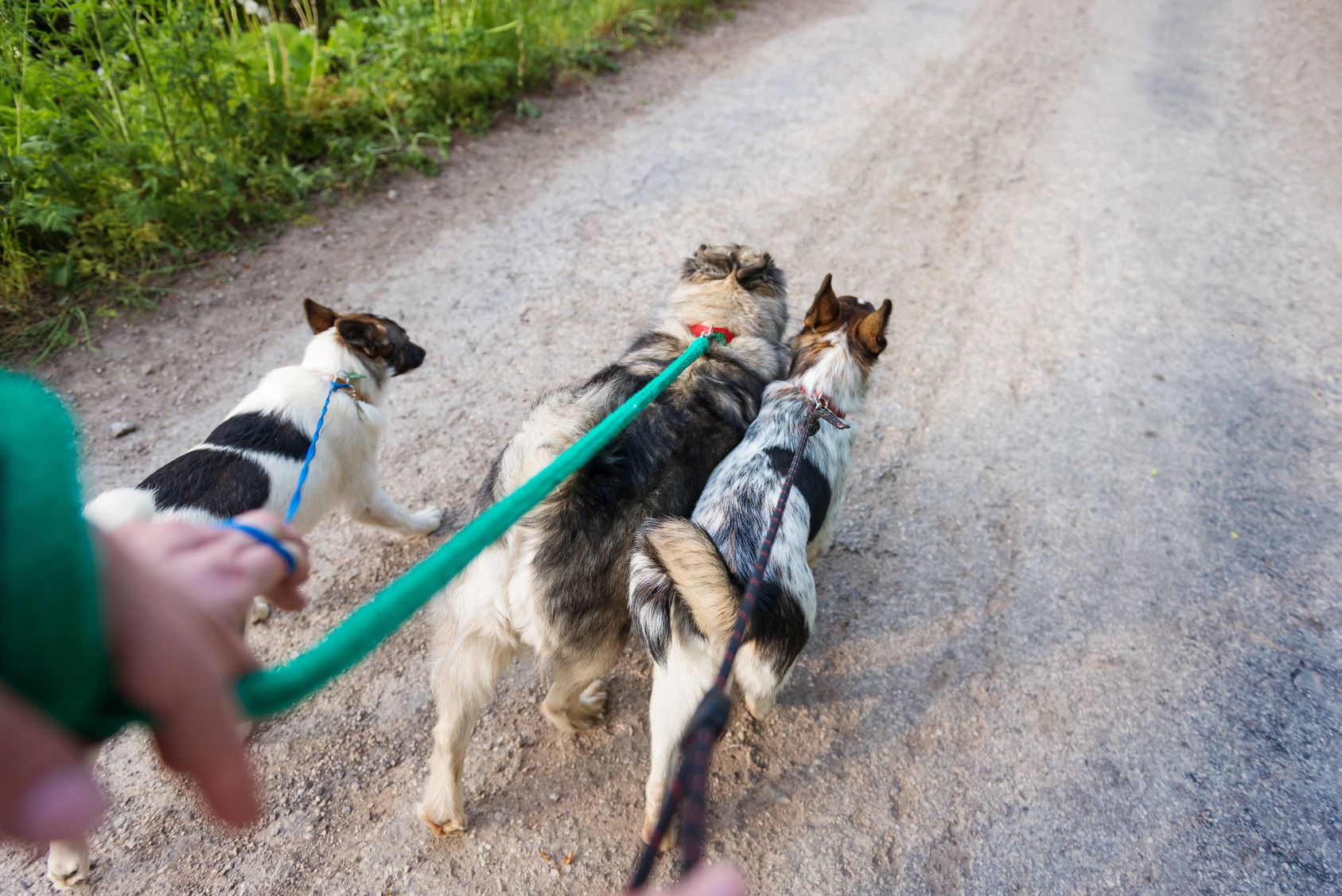 Close up of hand of unrecognizable man walking three dogs on a dry dusty road