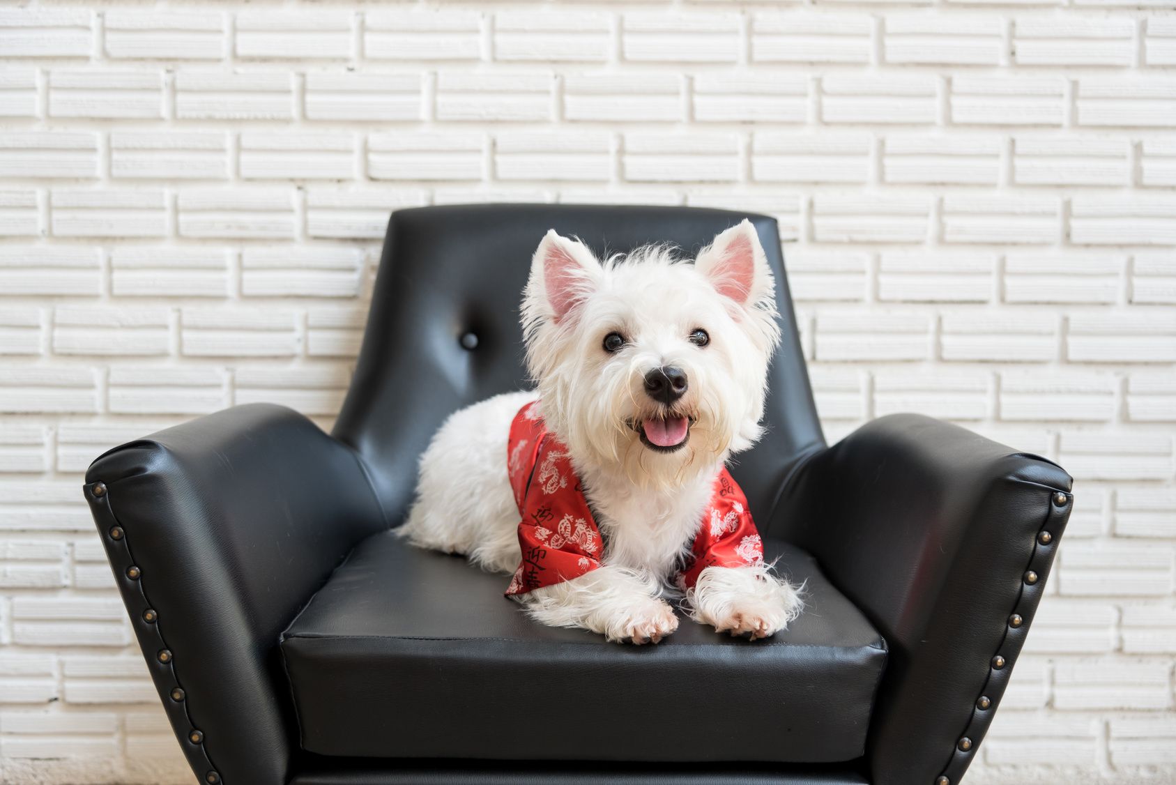White terrier or westie highland dog sitting on a black chair and smiling