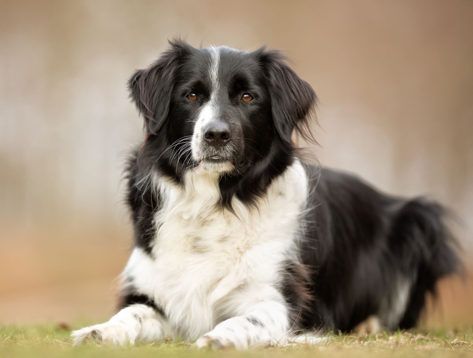 A purebred Border Collie dog without leash outdoors in the nature on a sunny day.