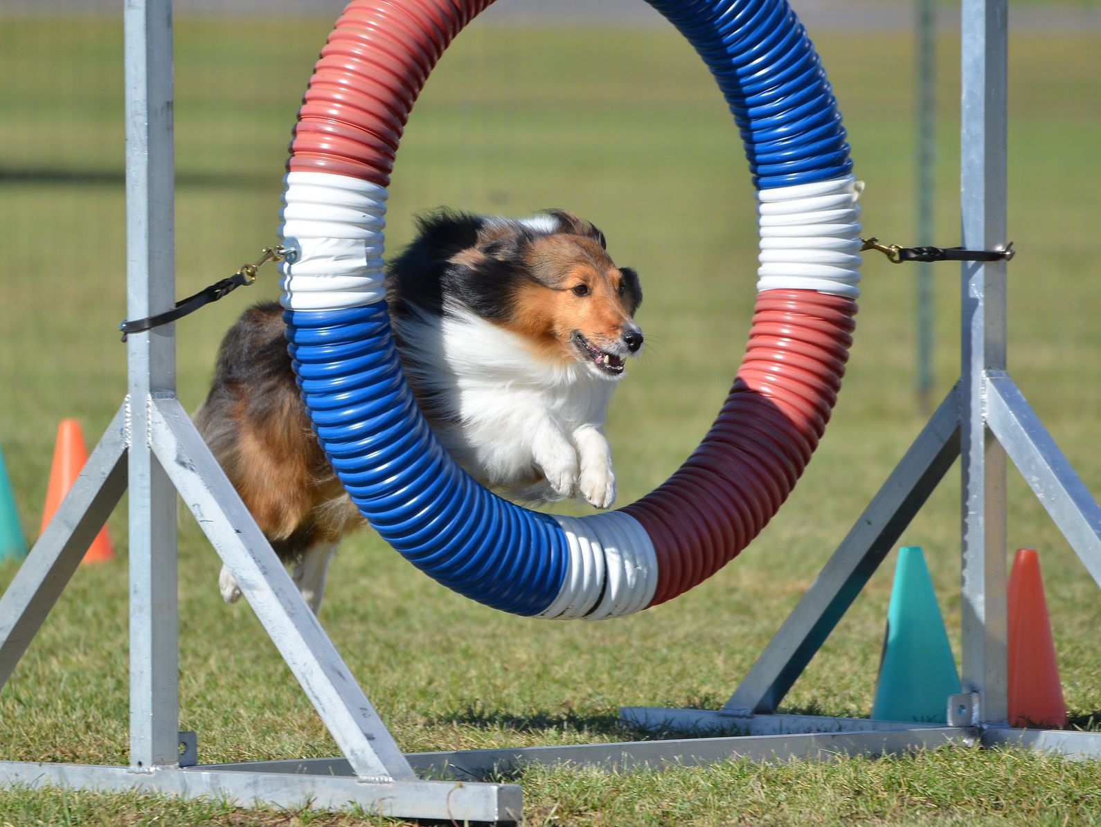 Tricolor Shetland Sheepdog (Sheltie) Leaping Through a Tire at Dog Agility Trial