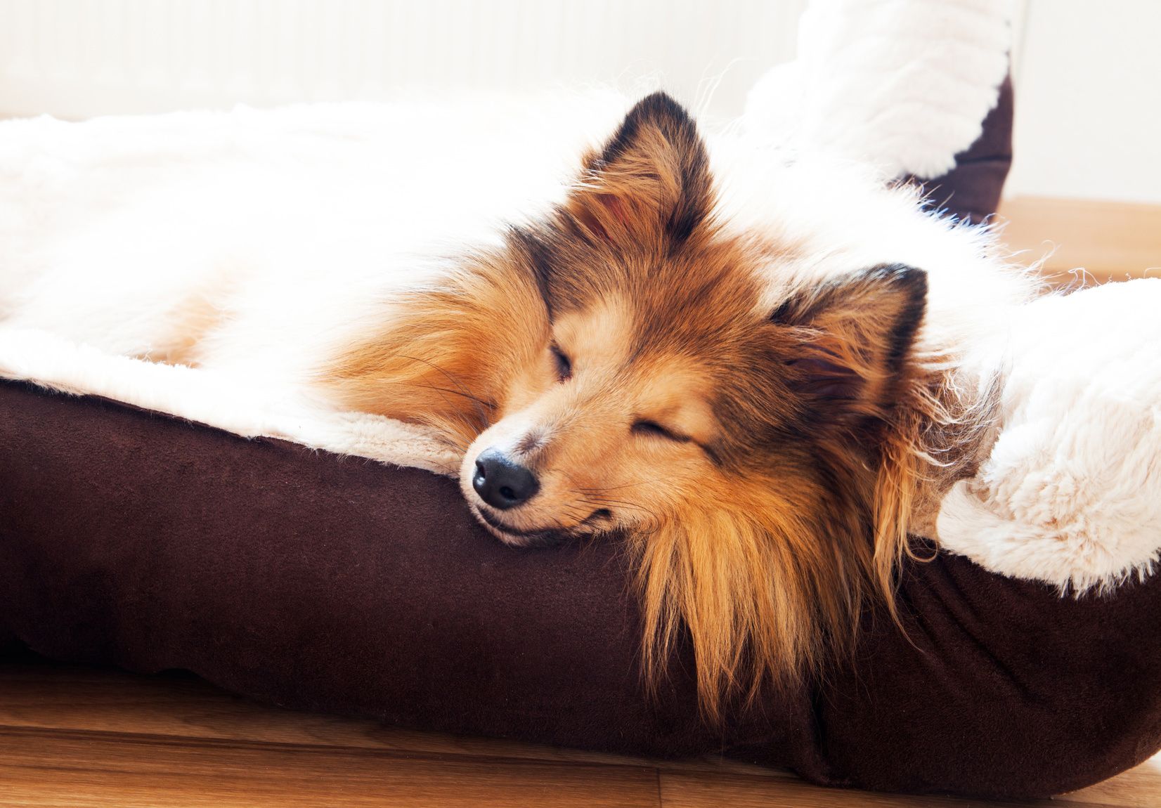 Sheltie schlft, sheltie to sleep