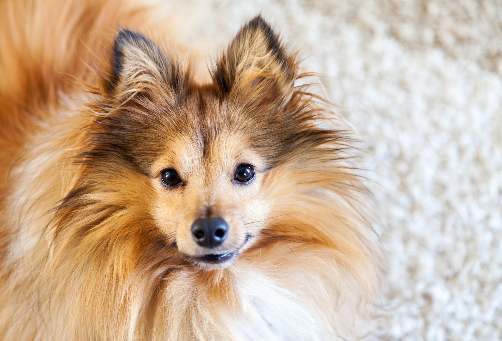 Sheltie schaut s in die Kamera / sheltie dog looks sweet into c