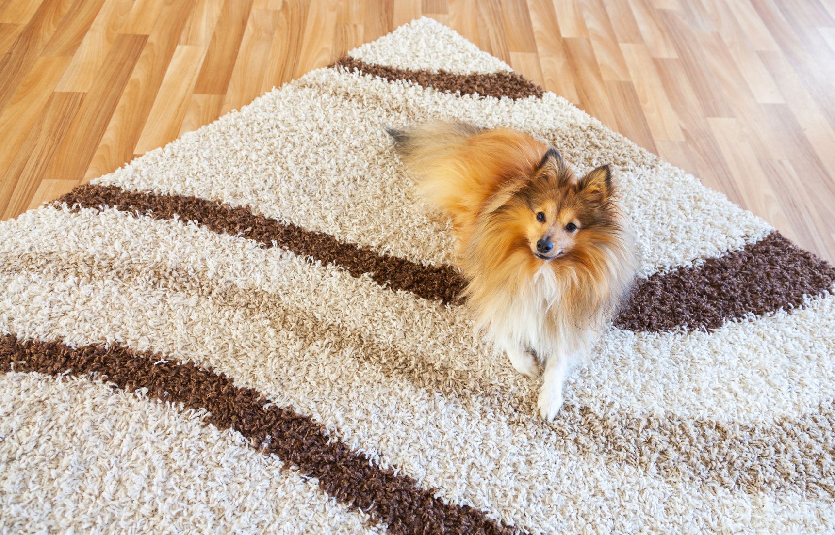 Shetland Sheepdog liegt auf Teppich / shetland sheepdog lying on