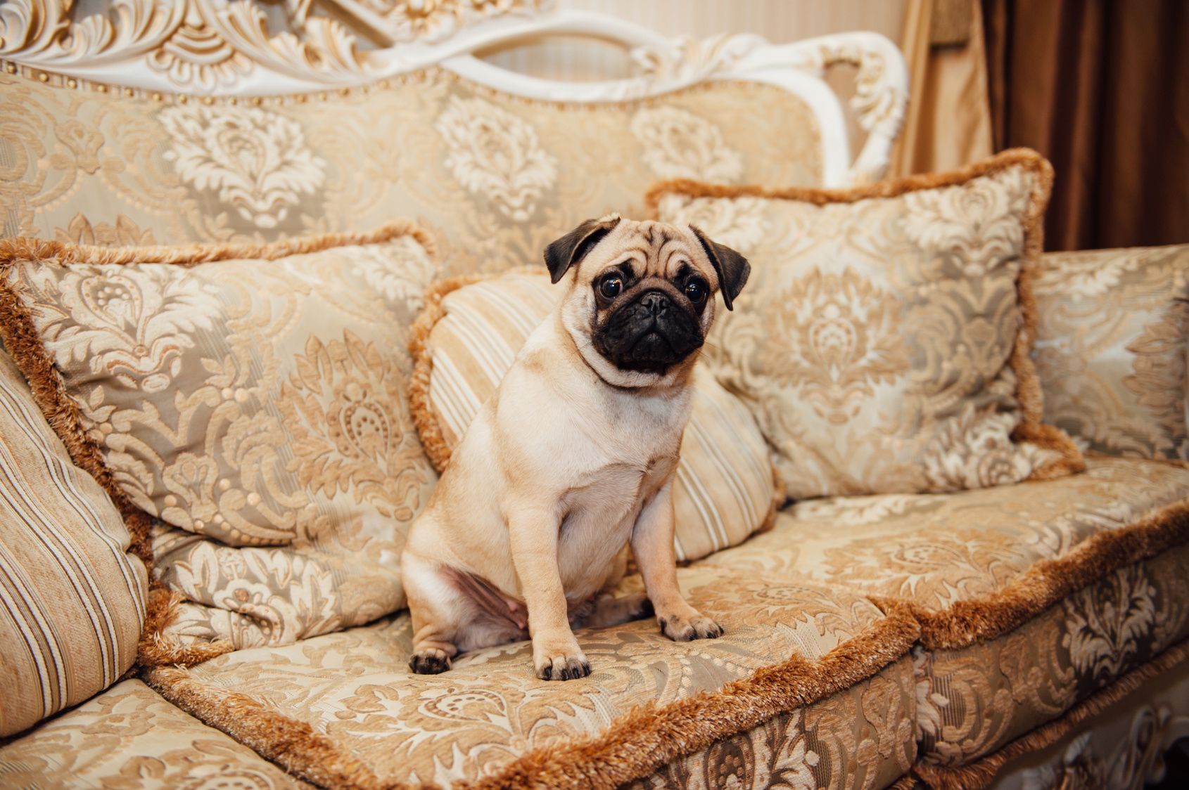 Pug on a couch with an expressive face looking at the camera .