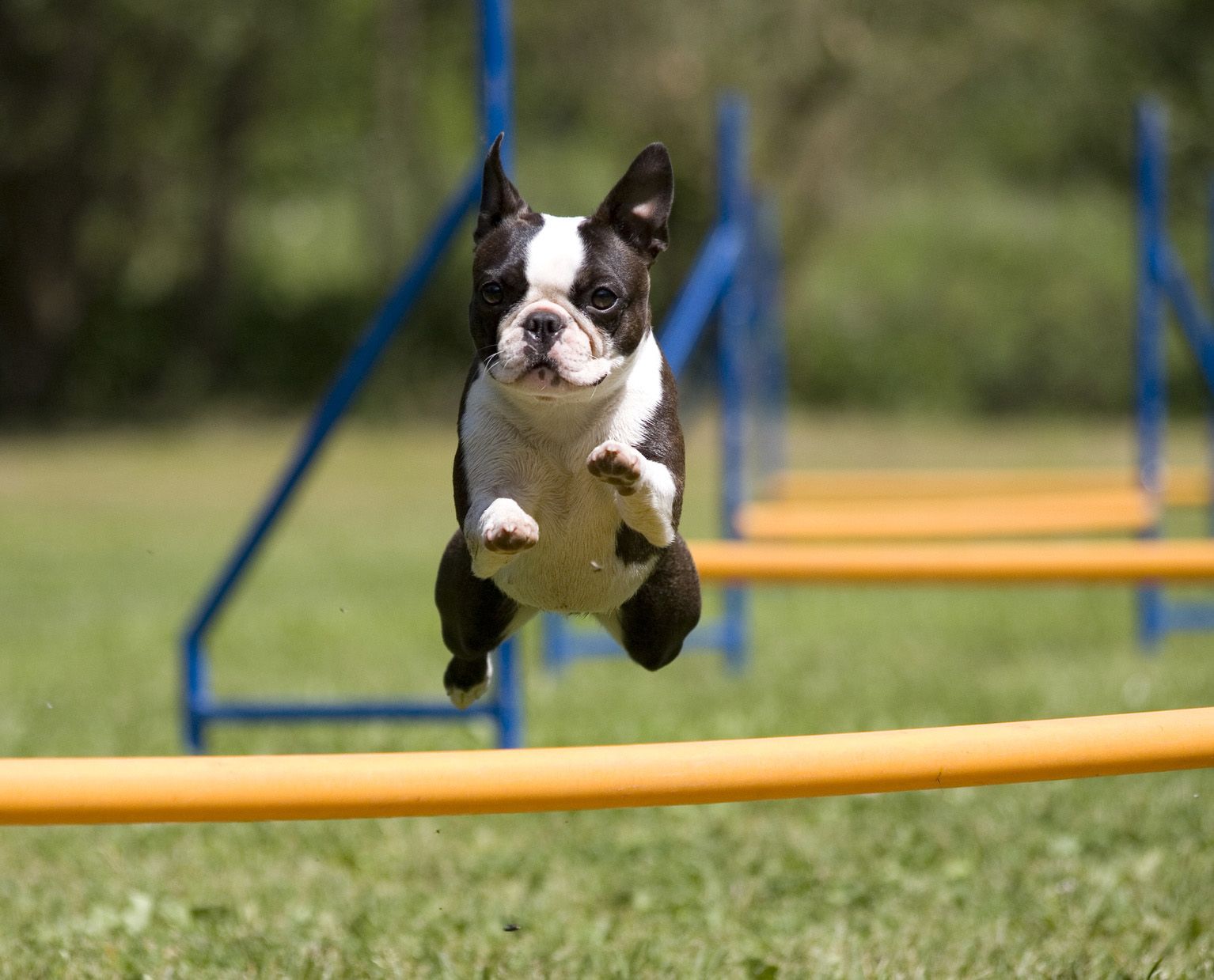 活発で忠実な性格が愛しい！ボストン･テリアの飼い方のポイントとは？