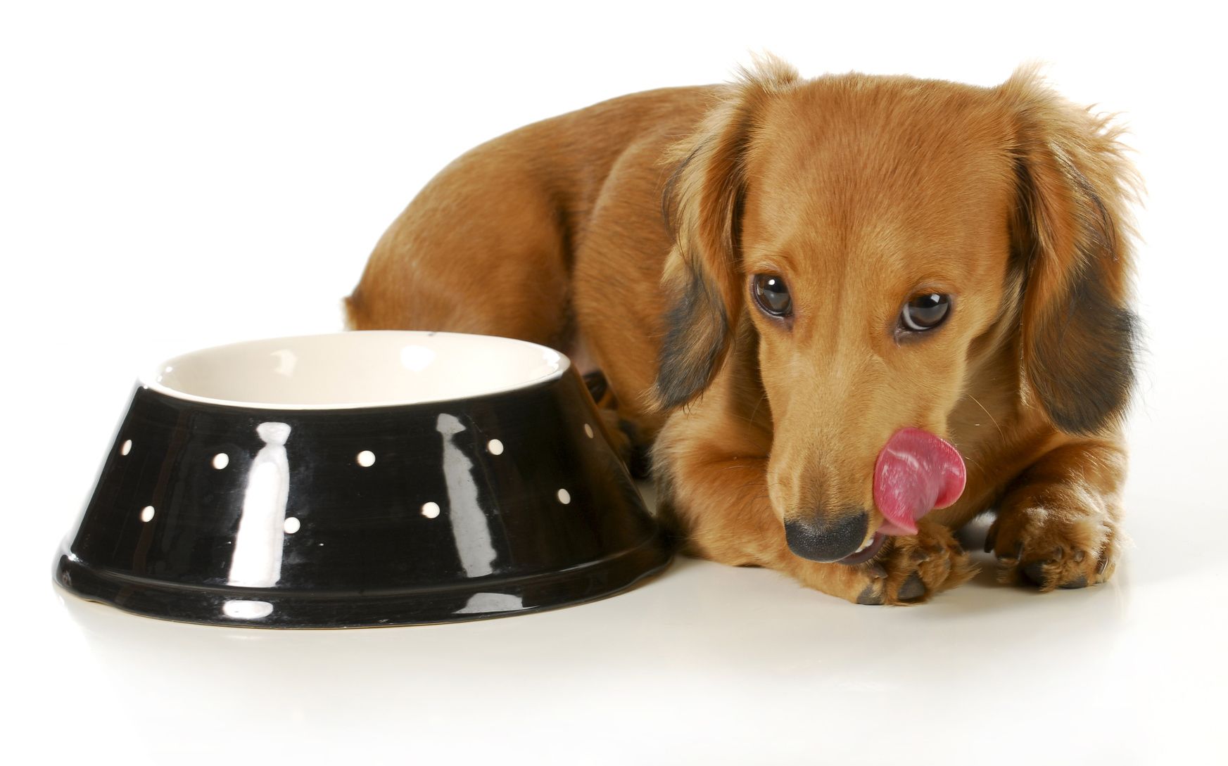 feeding the dog - miniature dachshund licking lips after eating isolated on white background