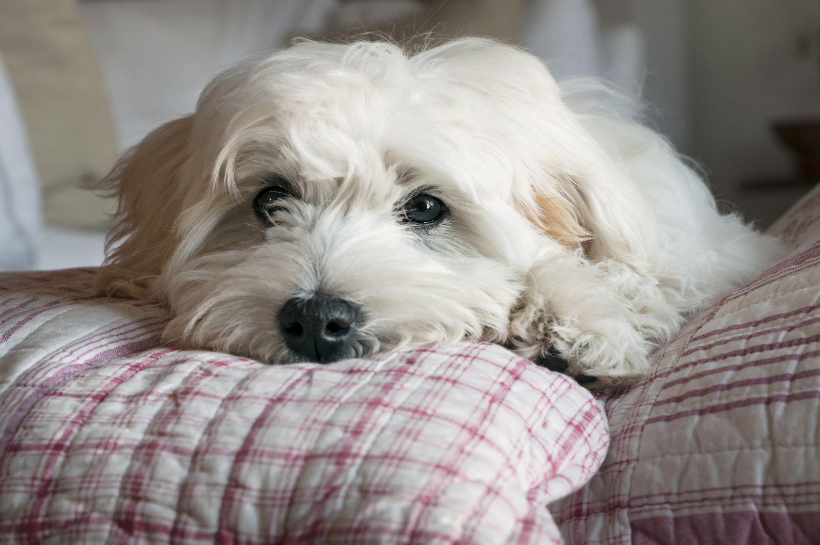 cucciolo di maltese riposa su cuscini