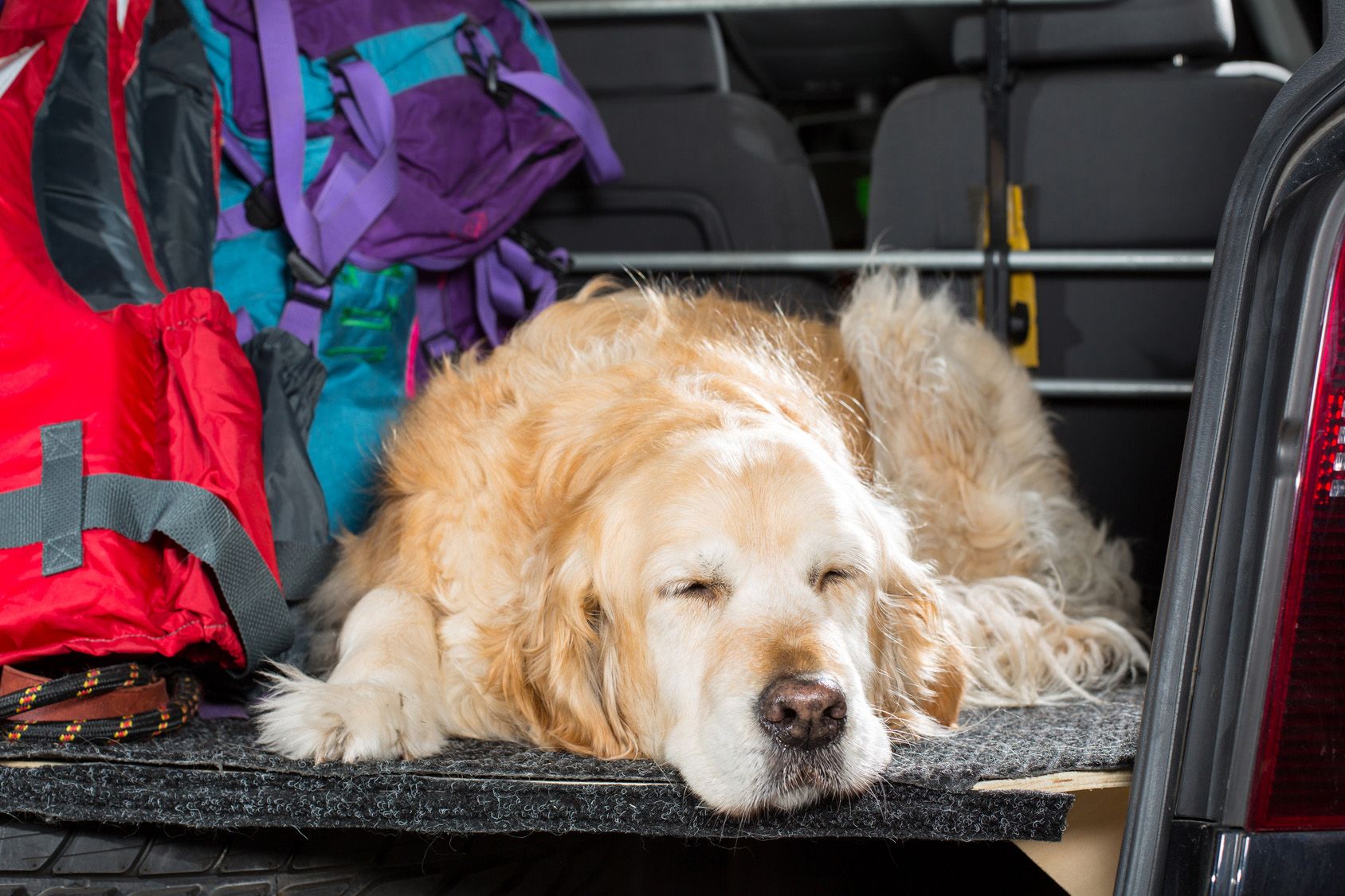 Golden Retriever in the boot of the car ready to leave home