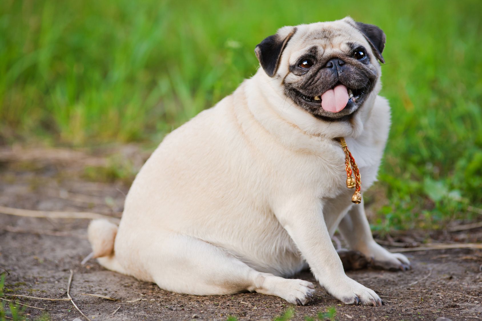 Little fat pug sitting on sidewalk in summer park.
