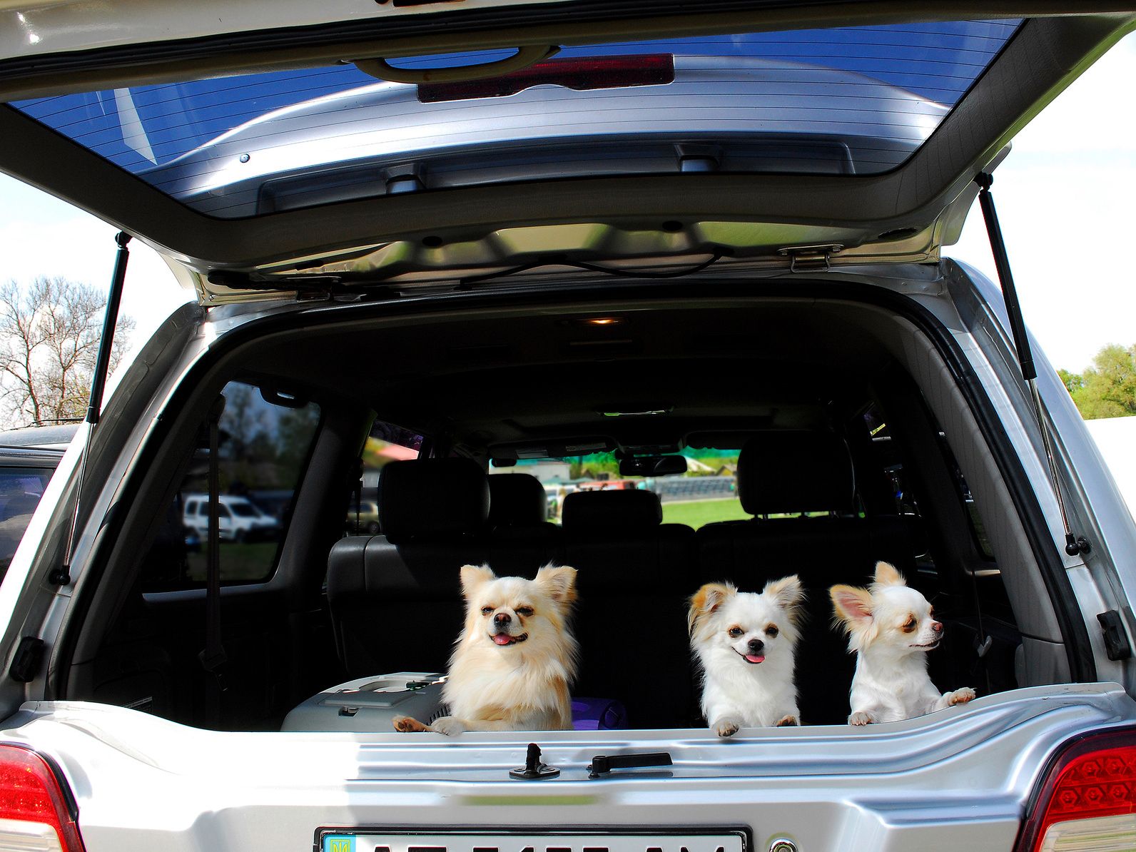 Three small doggies sit in the luggage rack of car.A luggage rack is open.Dogs peek out on a street.