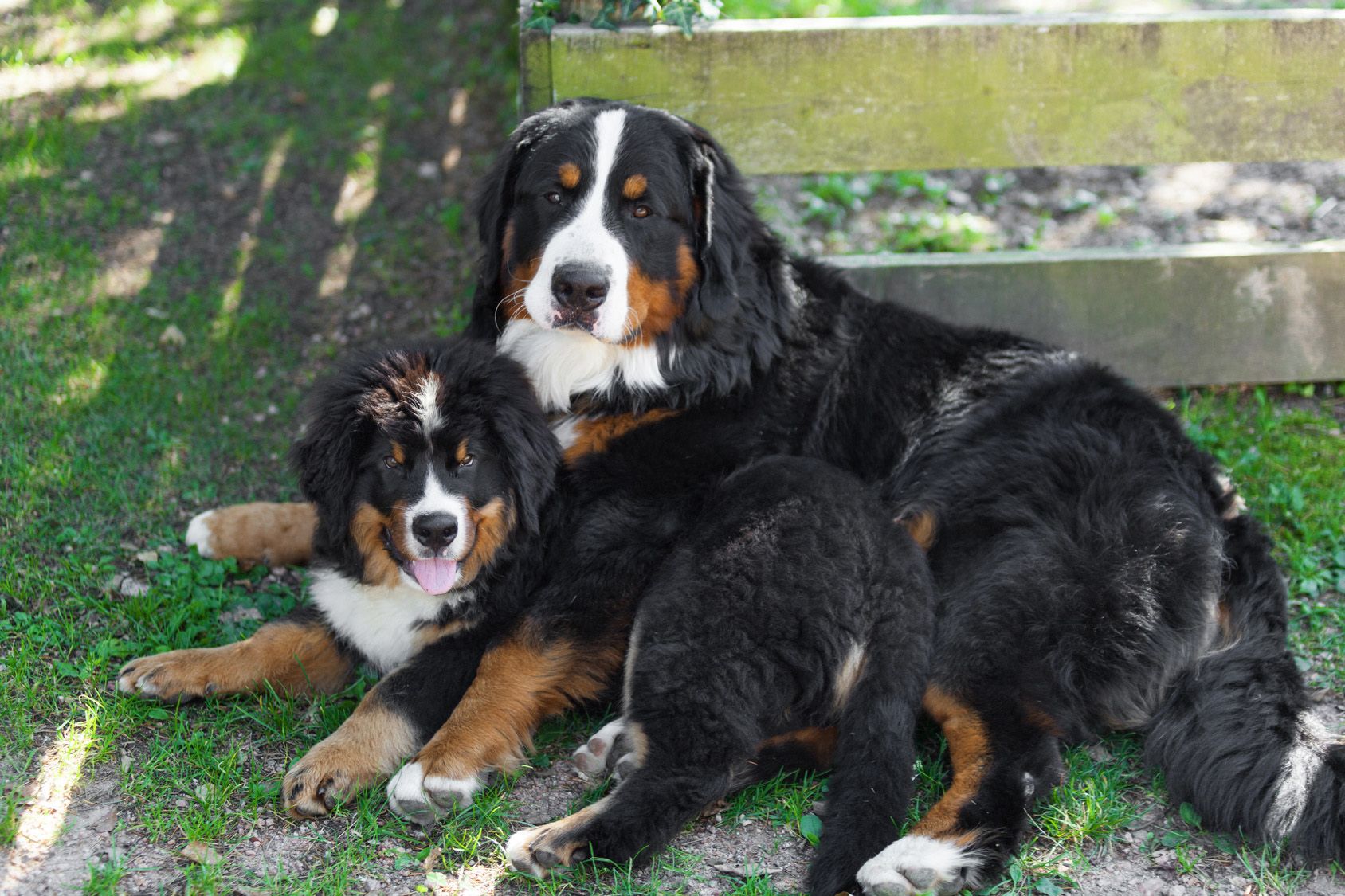 触れ合うのが大好き バーニーズ マウンテン ドッグの特徴 飼い方のポイントとは 愛犬との旅行ならイヌトミィ