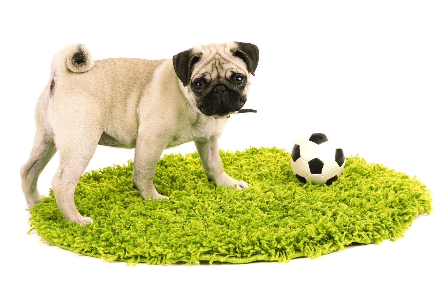 Funny, cute and playful pug dog with ball on green carpet isolated on white