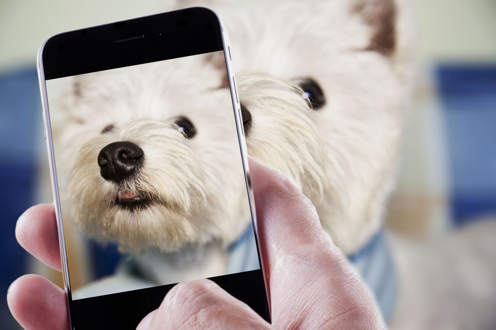 Male hand with smartphone taking a photo of a dog