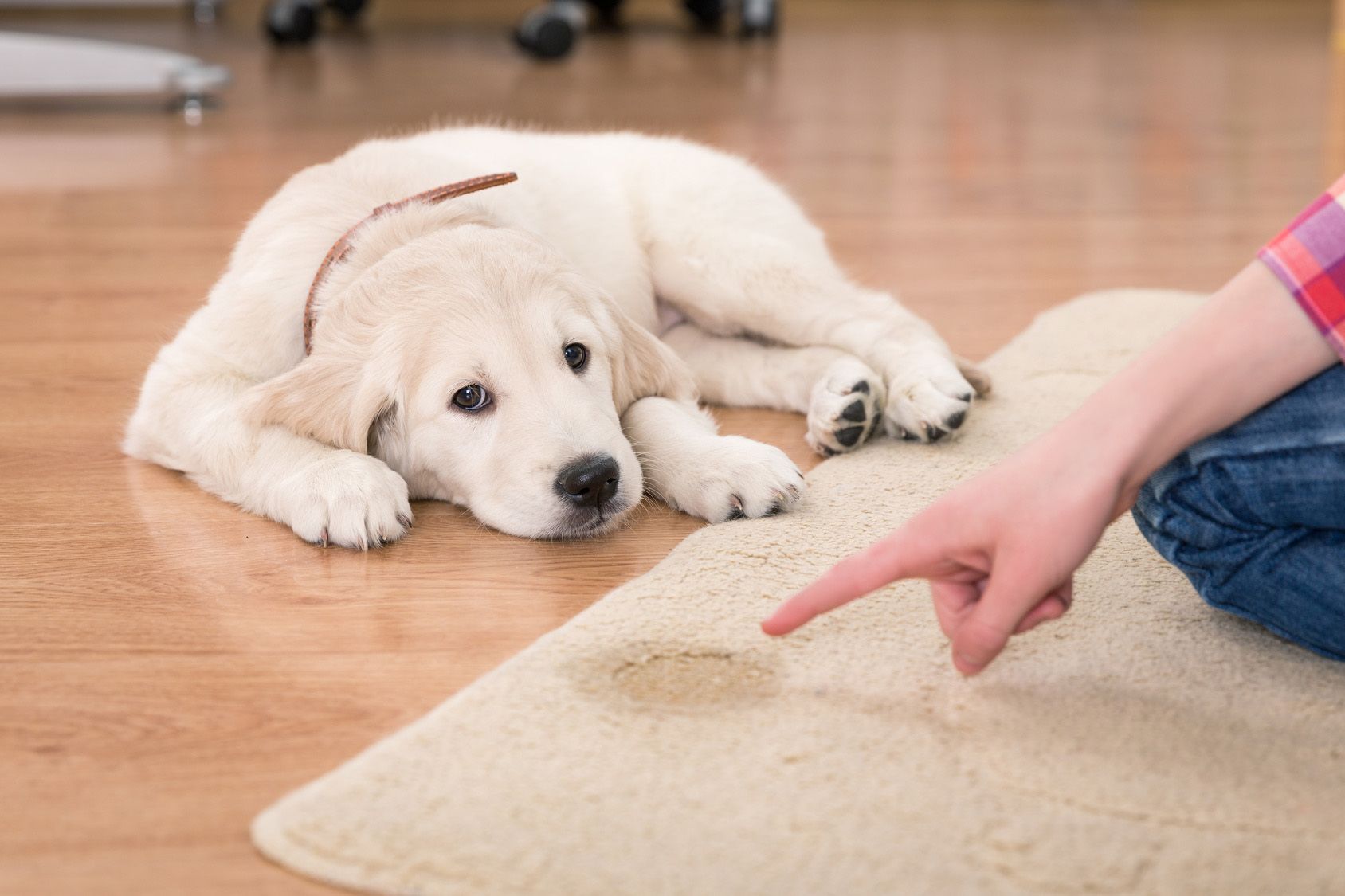 Golden retriever puppy looking guilty from his punishment