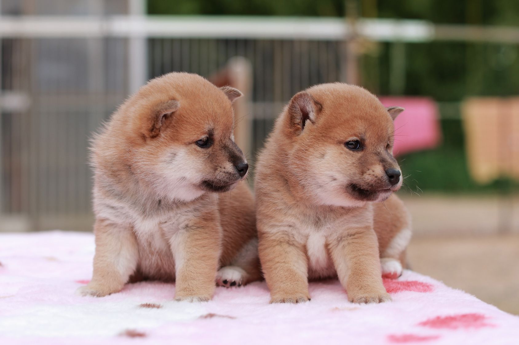 どんなワンちゃんが好き 16年最新版 人気の犬種ランキング 愛犬との旅行ならイヌトミィ