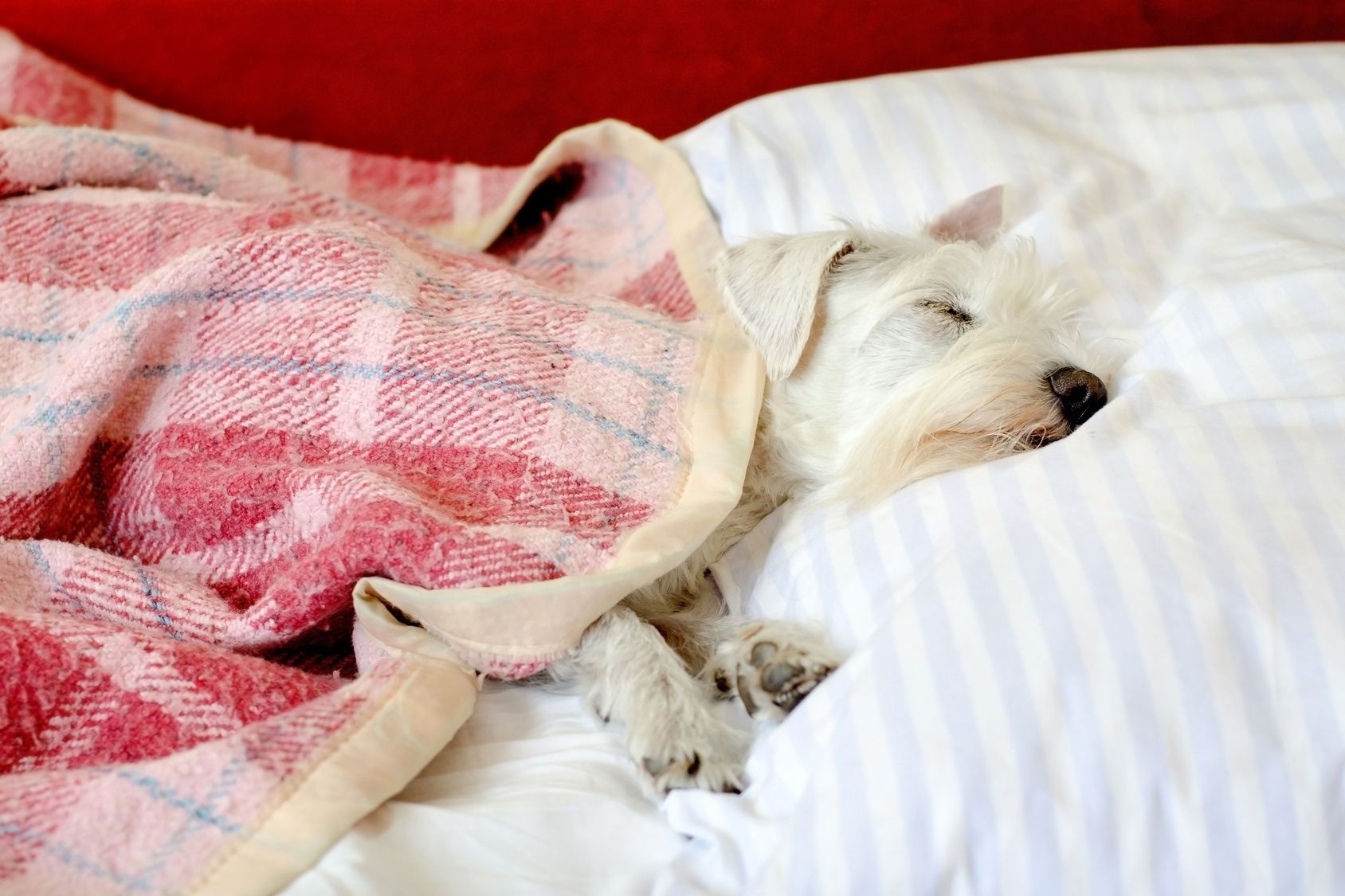 Photography of the dog who sleeping