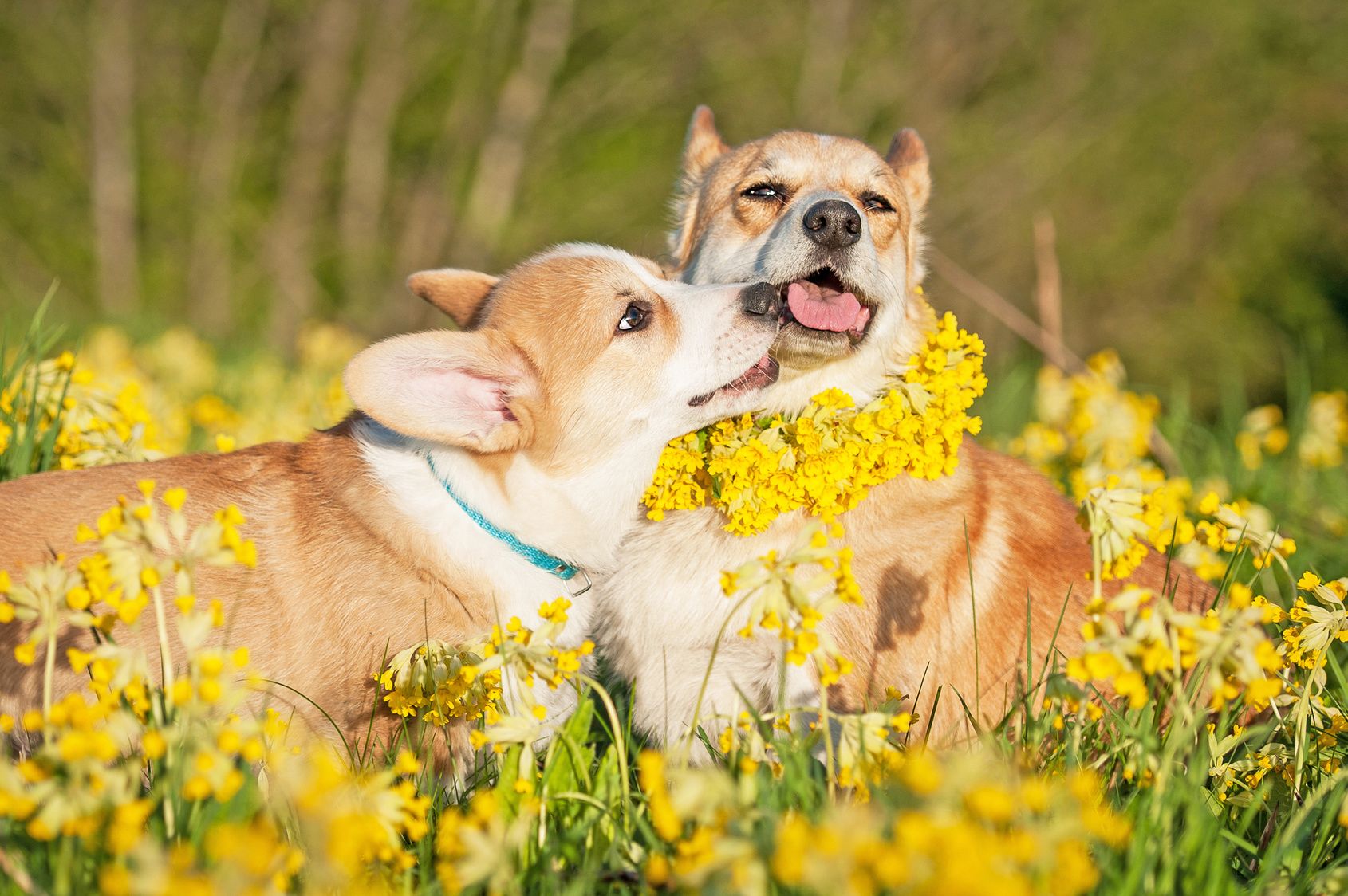 Pembroke welsh corgi puppy playing with its mother