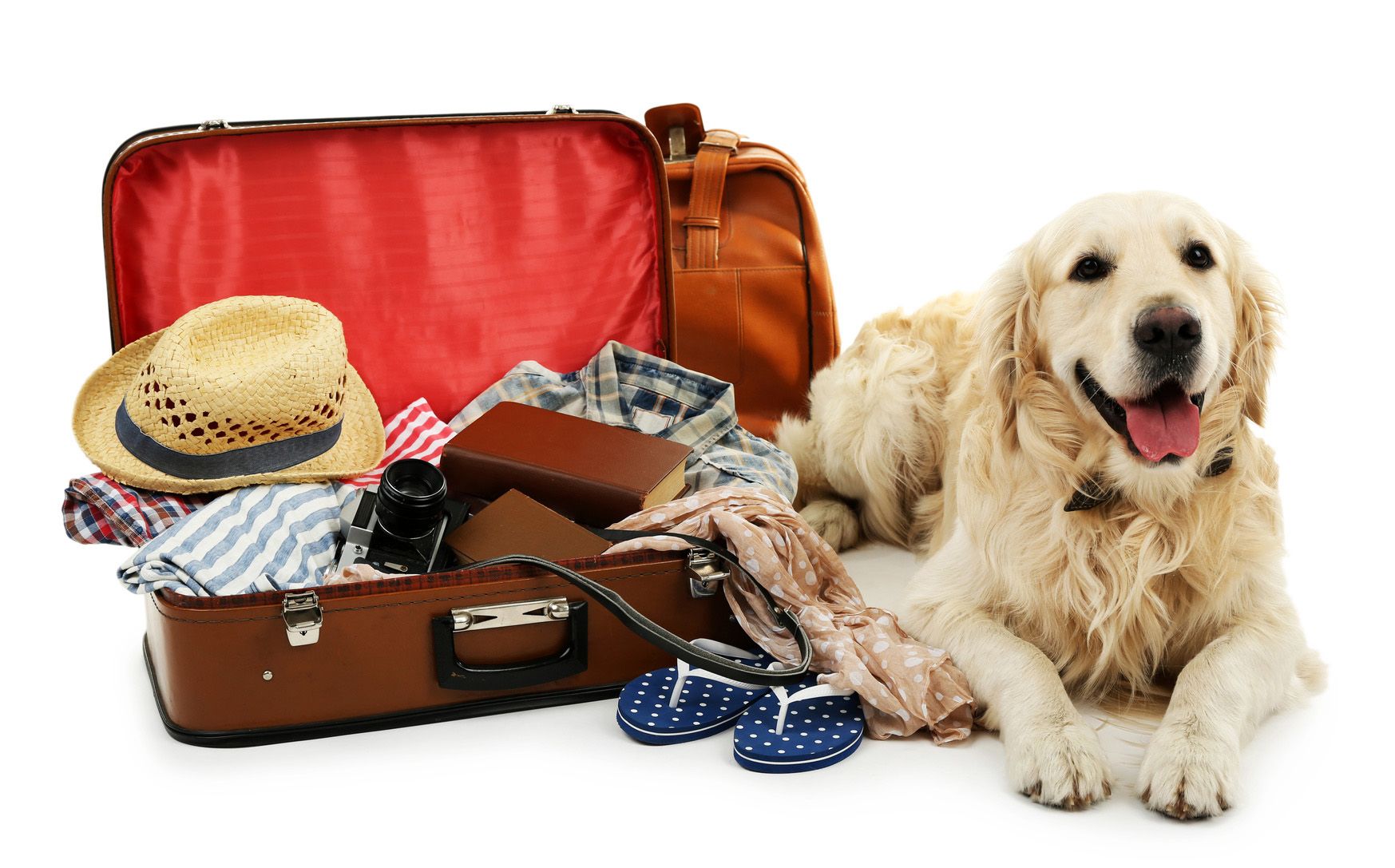 Cute Labrador with suitcase isolated on white