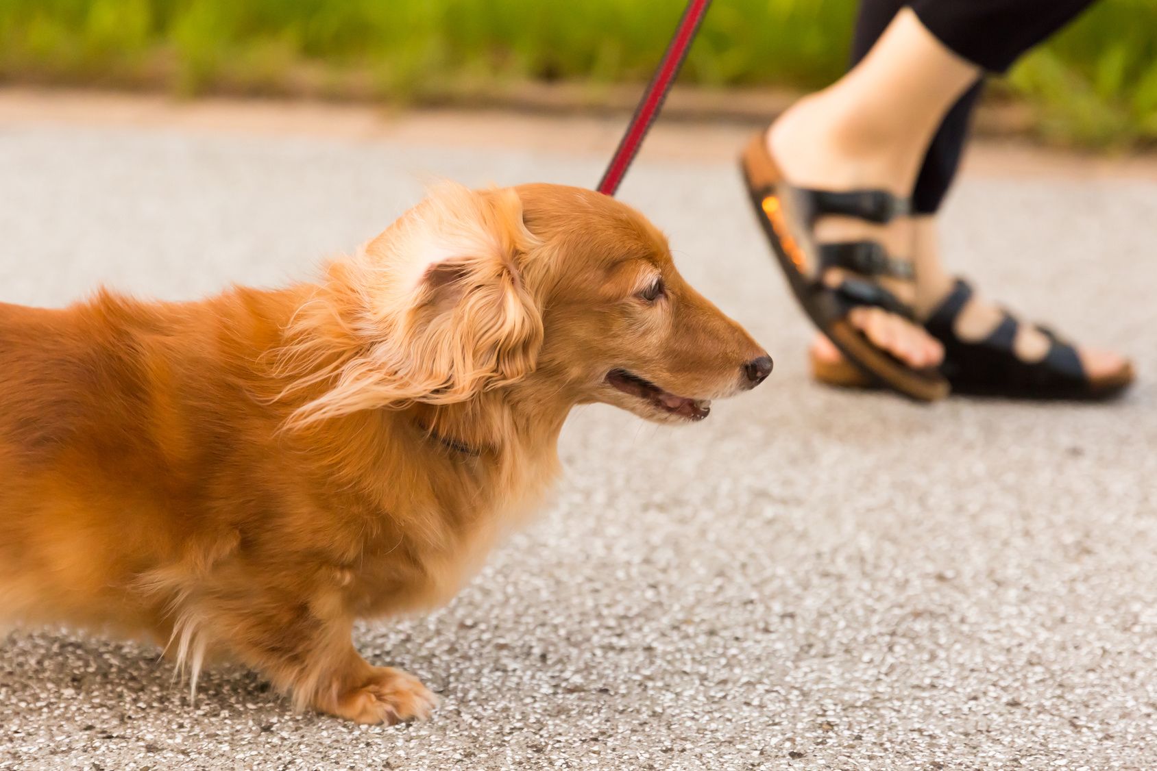 愛犬に我慢させずに利用しよう！お散歩代行サービスとは