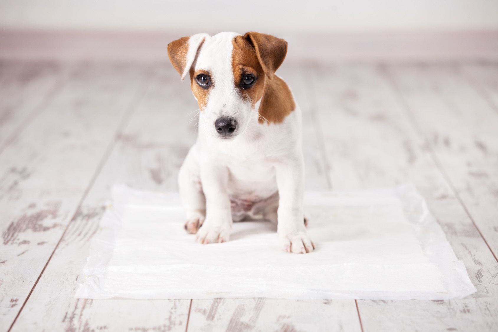 Puppy on absorbent litter. Accustom the dog to the toilet. Training pets
