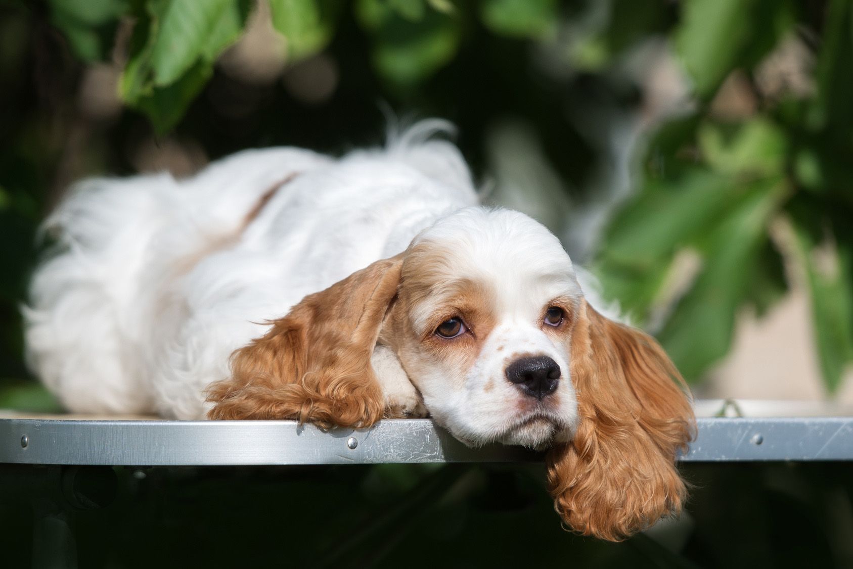 sad american cocker spaniel dog lying down