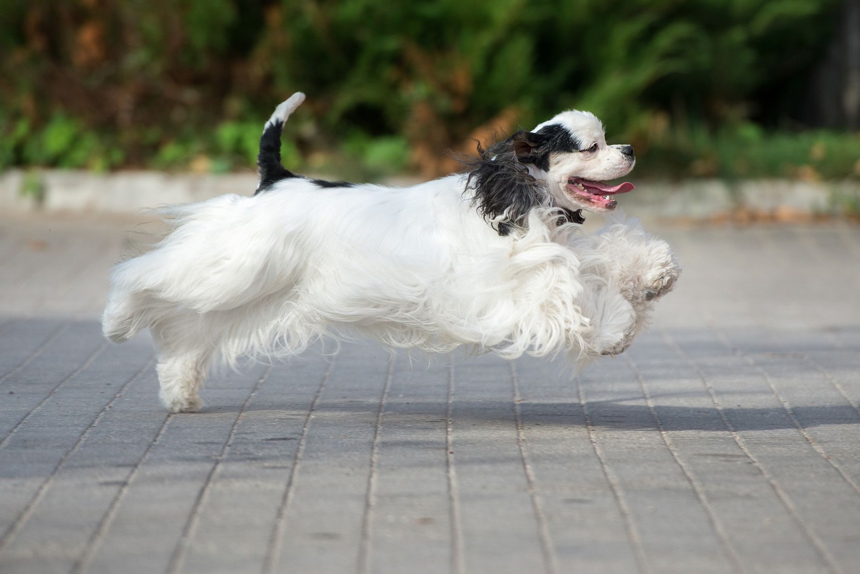 happy american cocker spaniel dog running outdoors