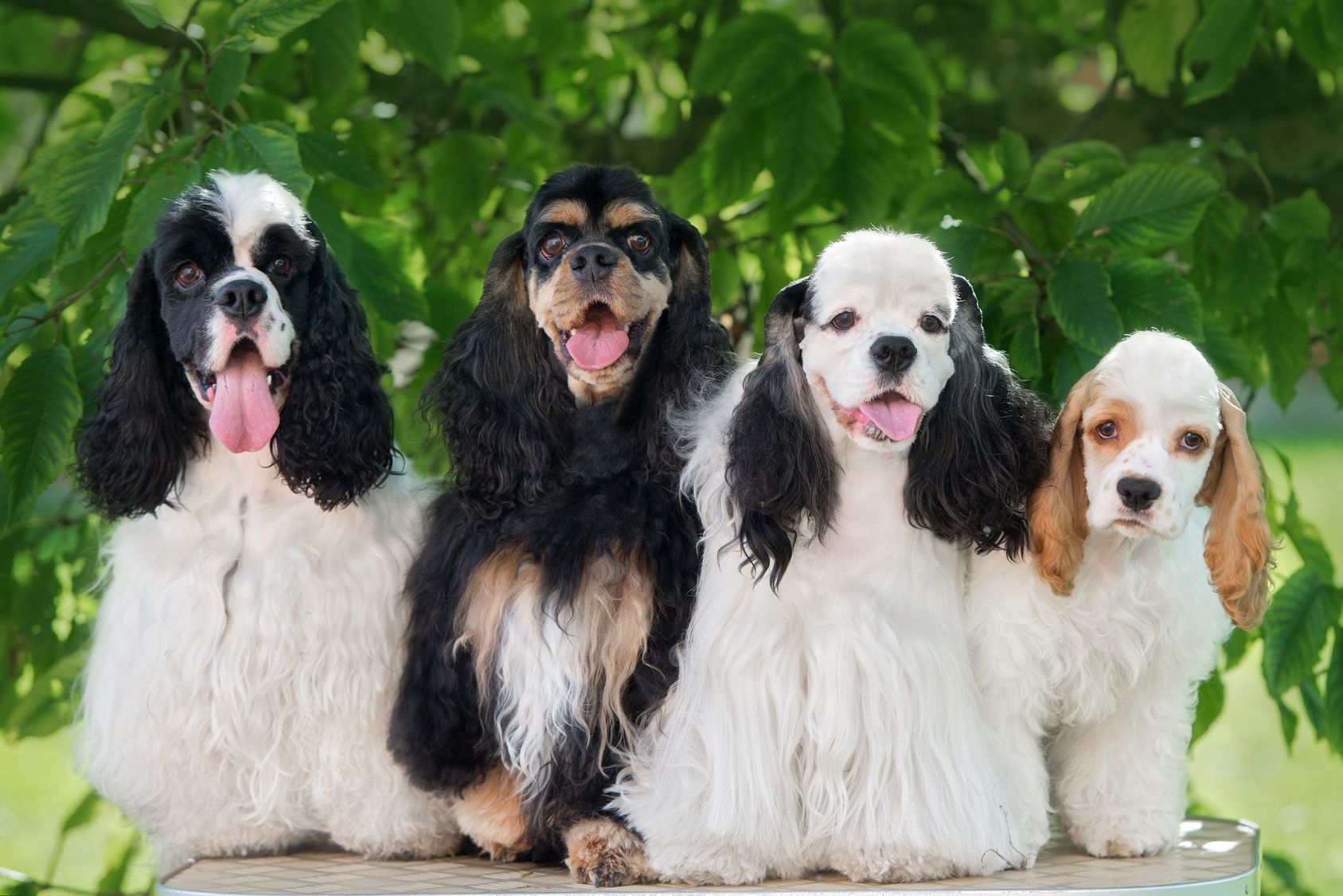 group of american cocker spaniel dogs