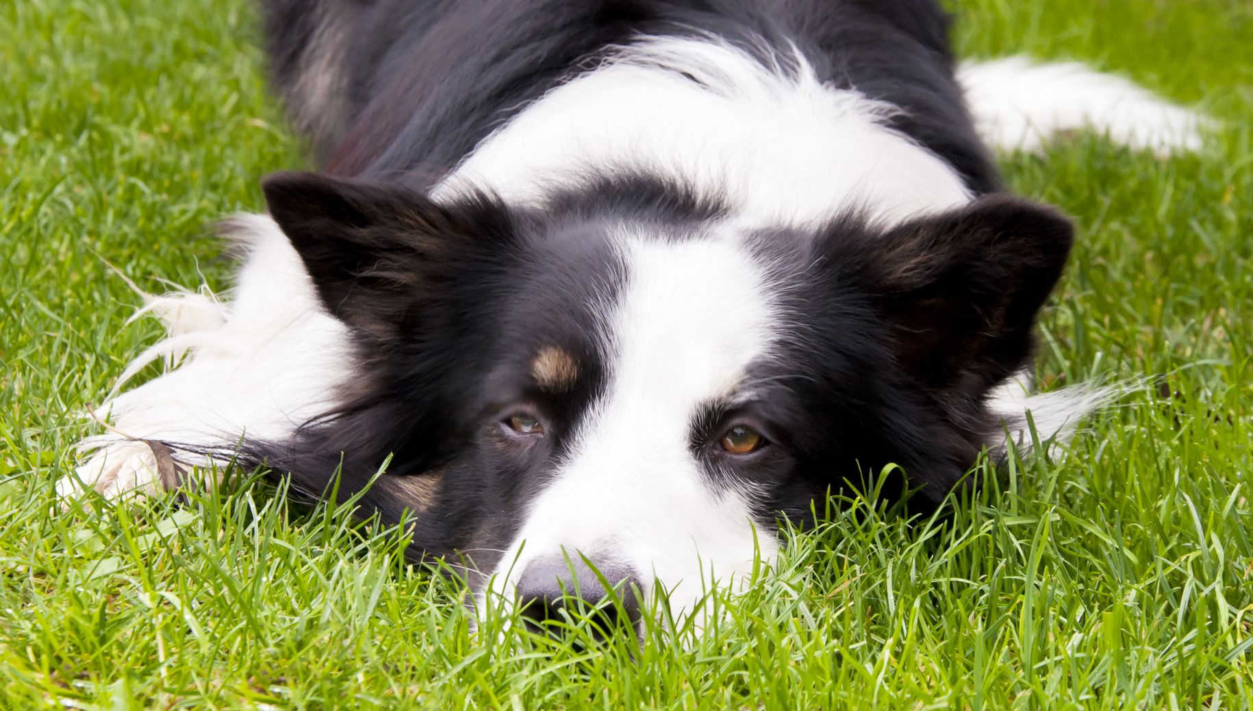 Adult male border collie lies on the grass