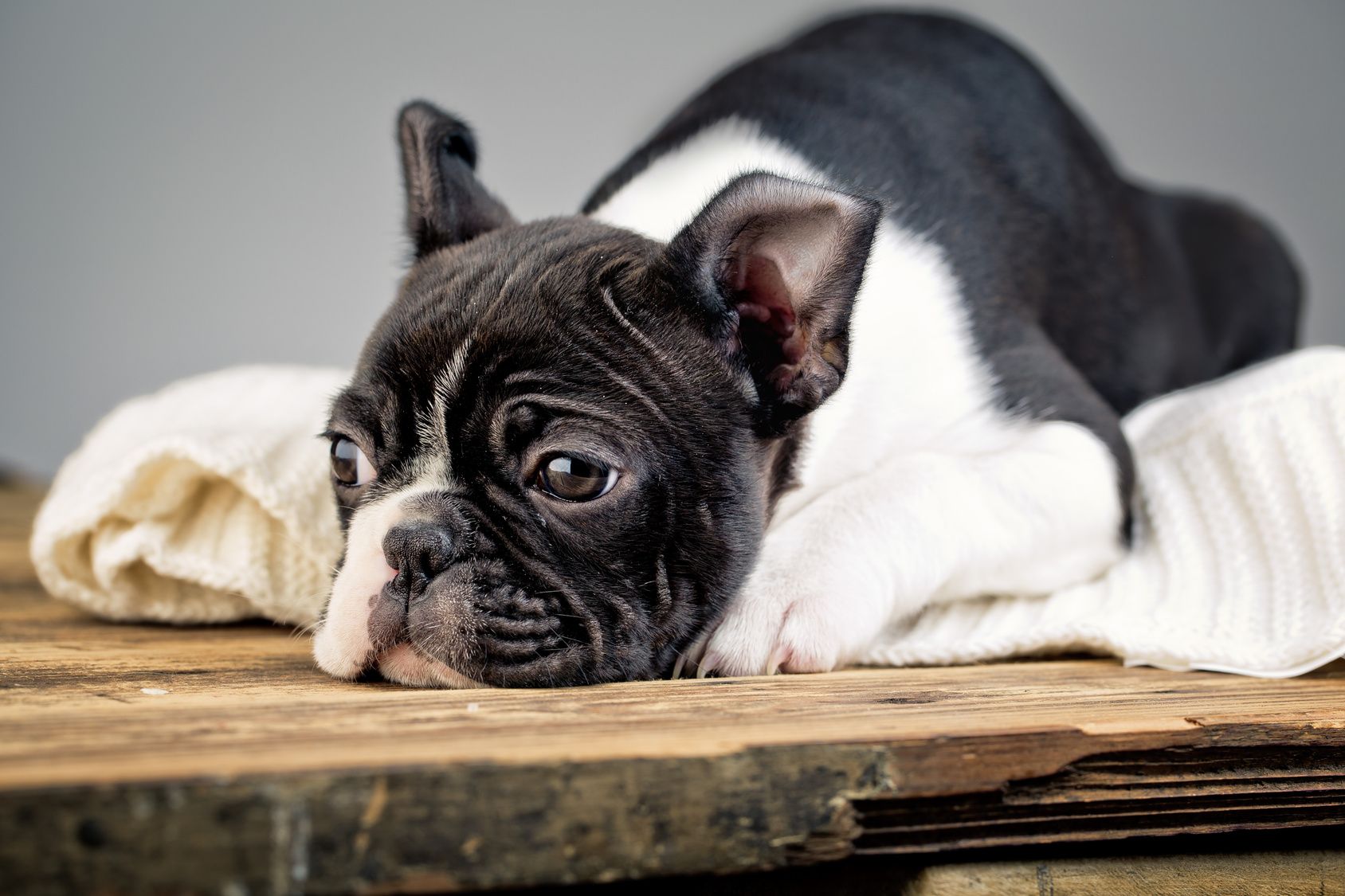 Young Boston Terrier Puppy