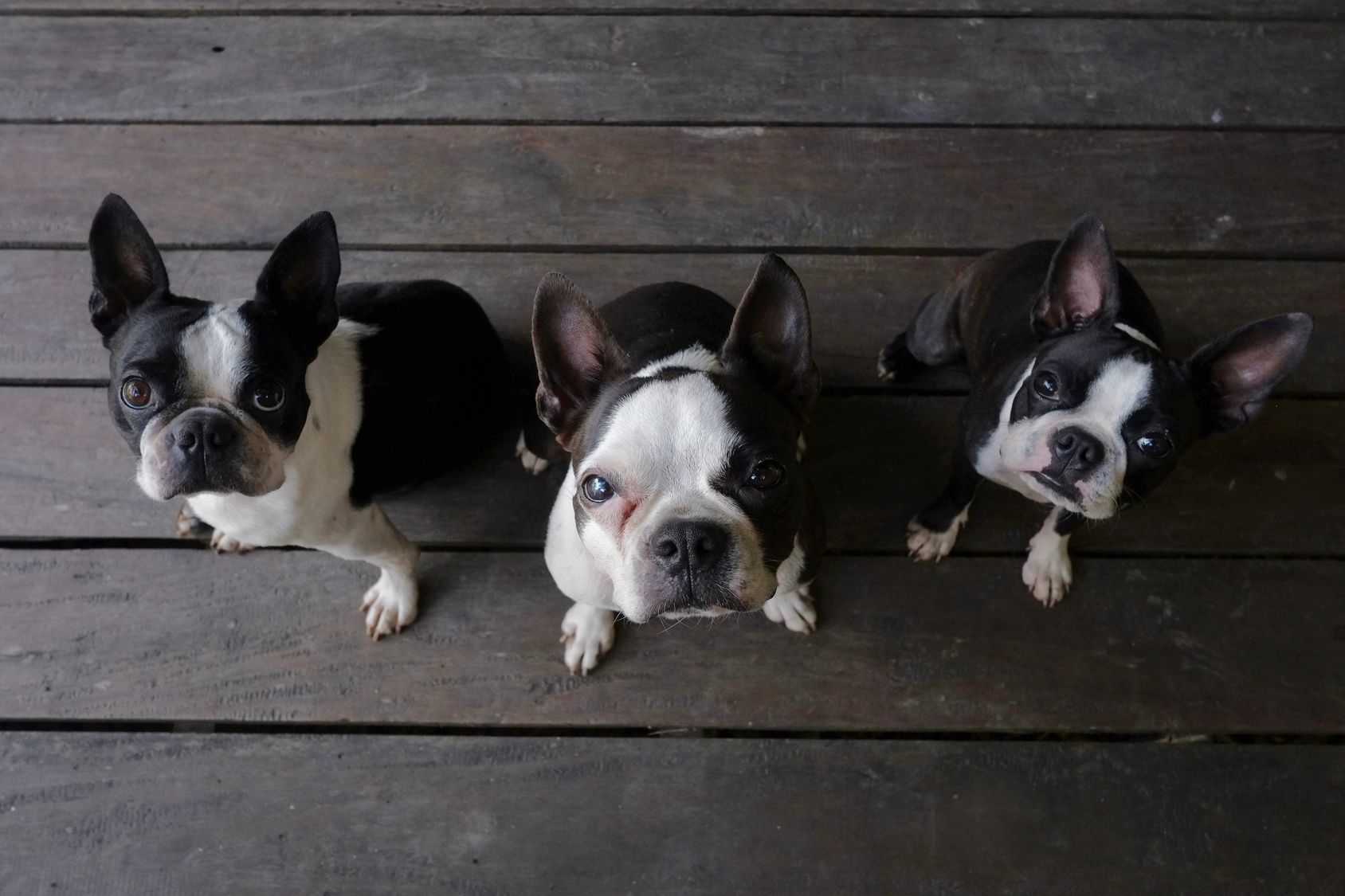 3 boston terrier dogs look at camera